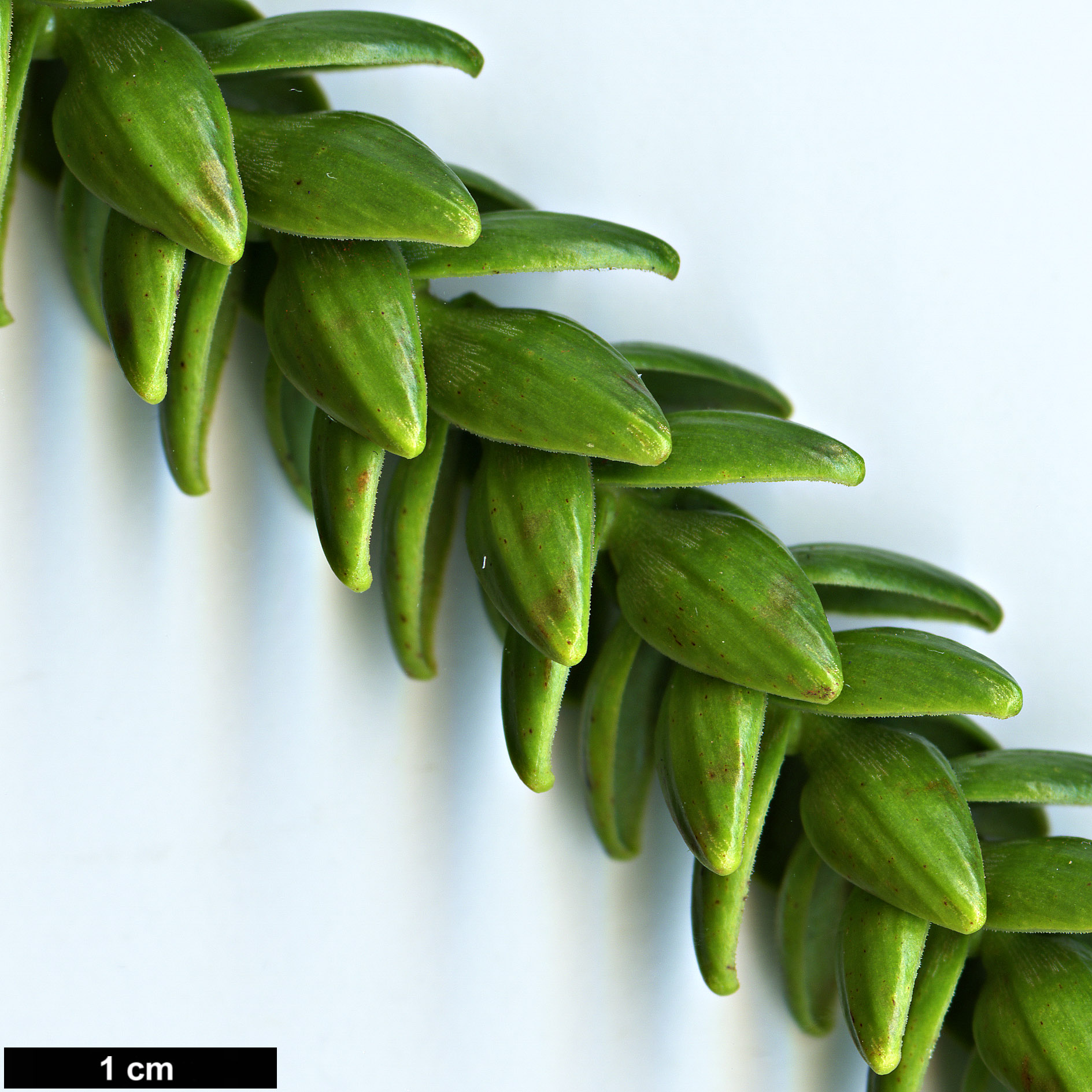High resolution image: Family: Araucariaceae - Genus: Araucaria - Taxon: montana