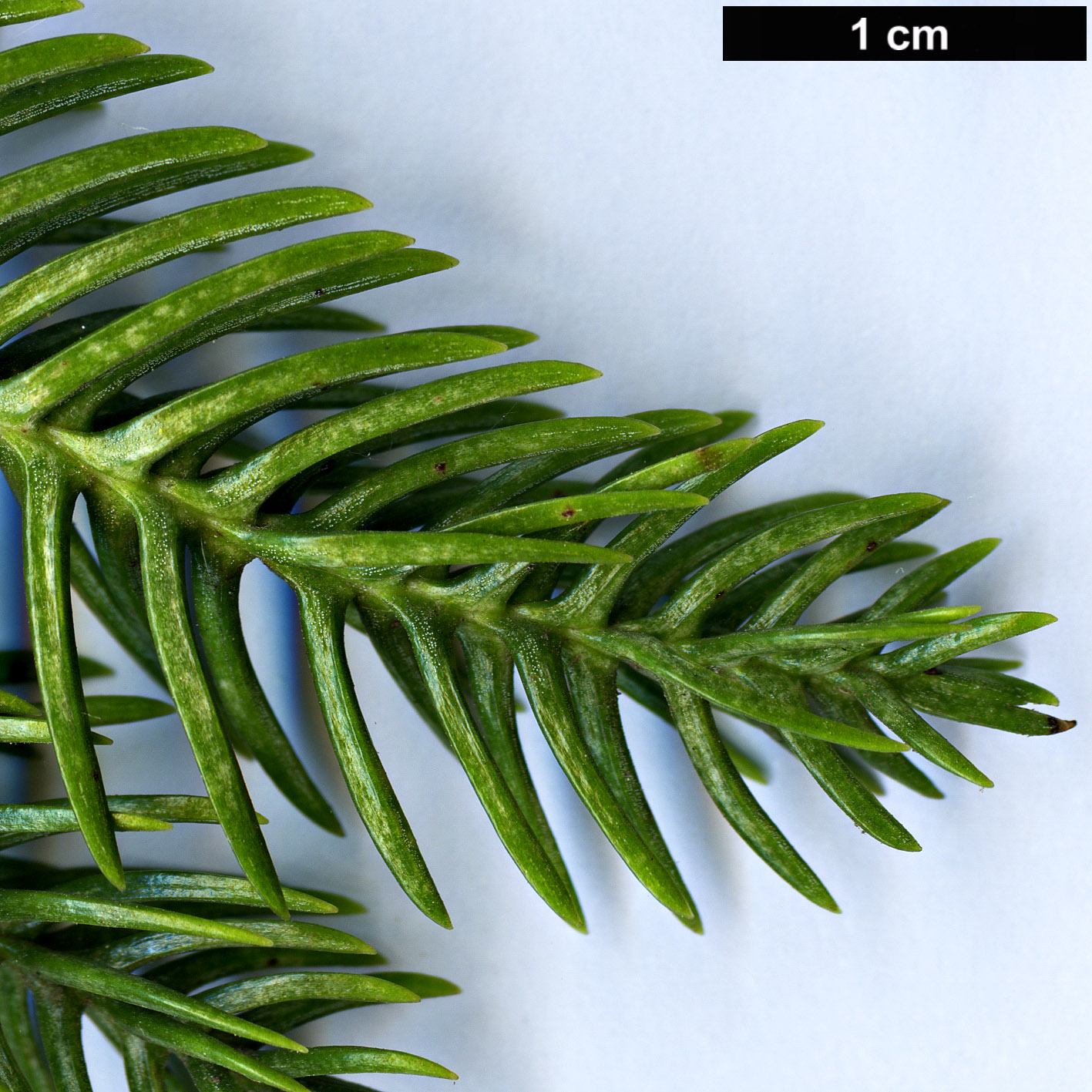 High resolution image: Family: Araucariaceae - Genus: Araucaria - Taxon: schmidii