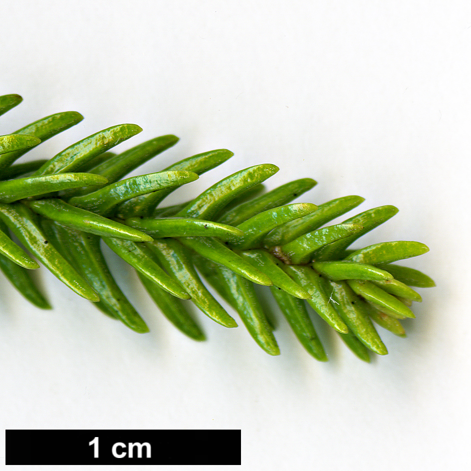 High resolution image: Family: Araucariaceae - Genus: Araucaria - Taxon: subulata