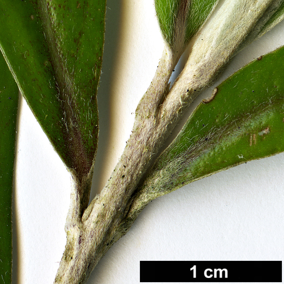 High resolution image: Family: Argophyllaceae - Genus: Corokia - Taxon: buddleioides