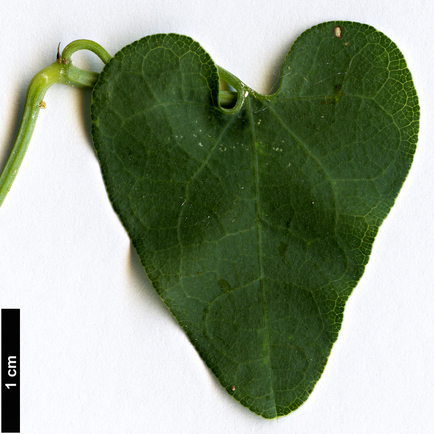 High resolution image: Family: Aristolochiaceae - Genus: Aristolochia - Taxon: baetica