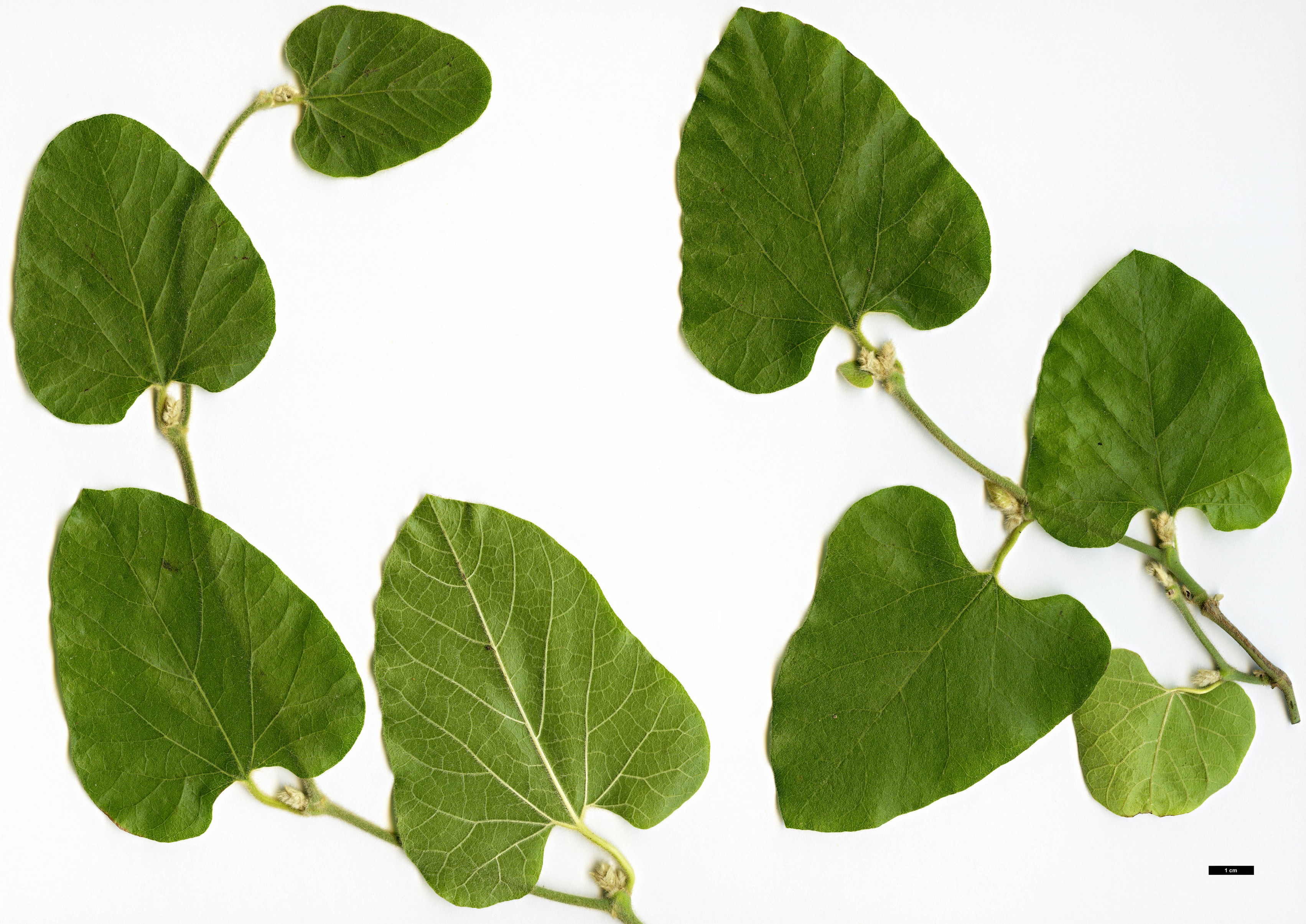 High resolution image: Family: Aristolochiaceae - Genus: Aristolochia - Taxon: californica