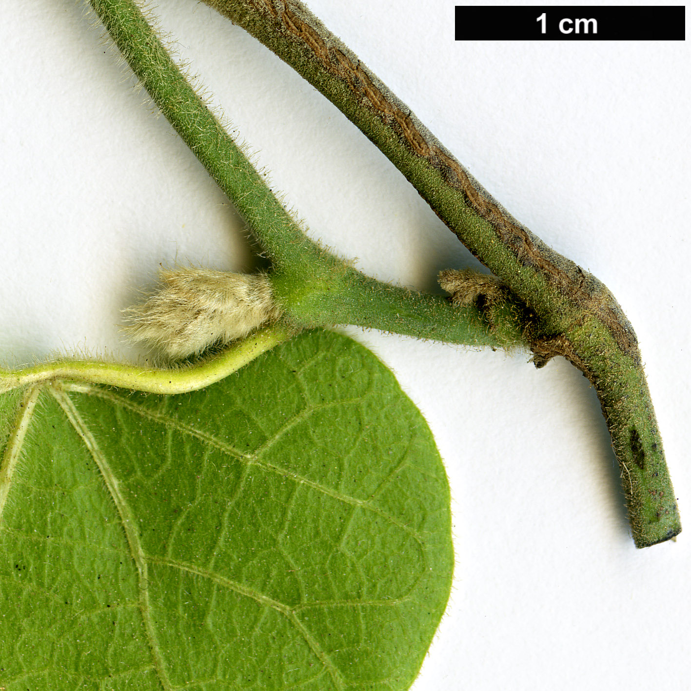 High resolution image: Family: Aristolochiaceae - Genus: Aristolochia - Taxon: californica