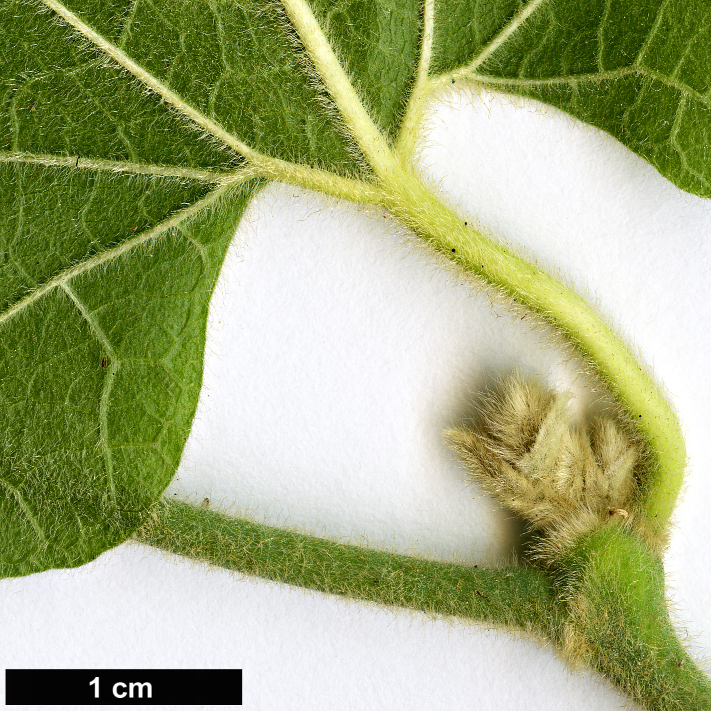 High resolution image: Family: Aristolochiaceae - Genus: Aristolochia - Taxon: californica