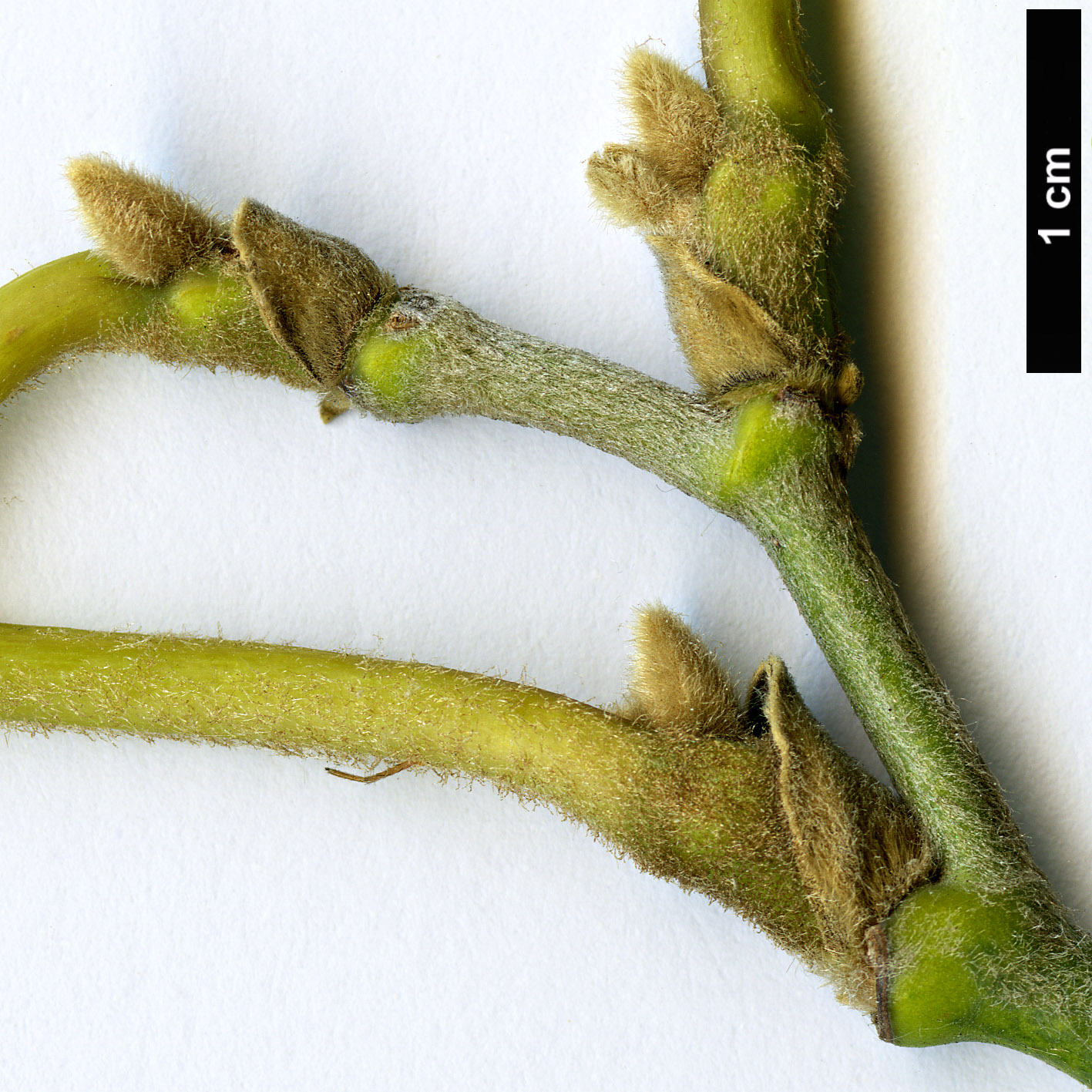 High resolution image: Family: Aristolochiaceae - Genus: Aristolochia - Taxon: kaempferi