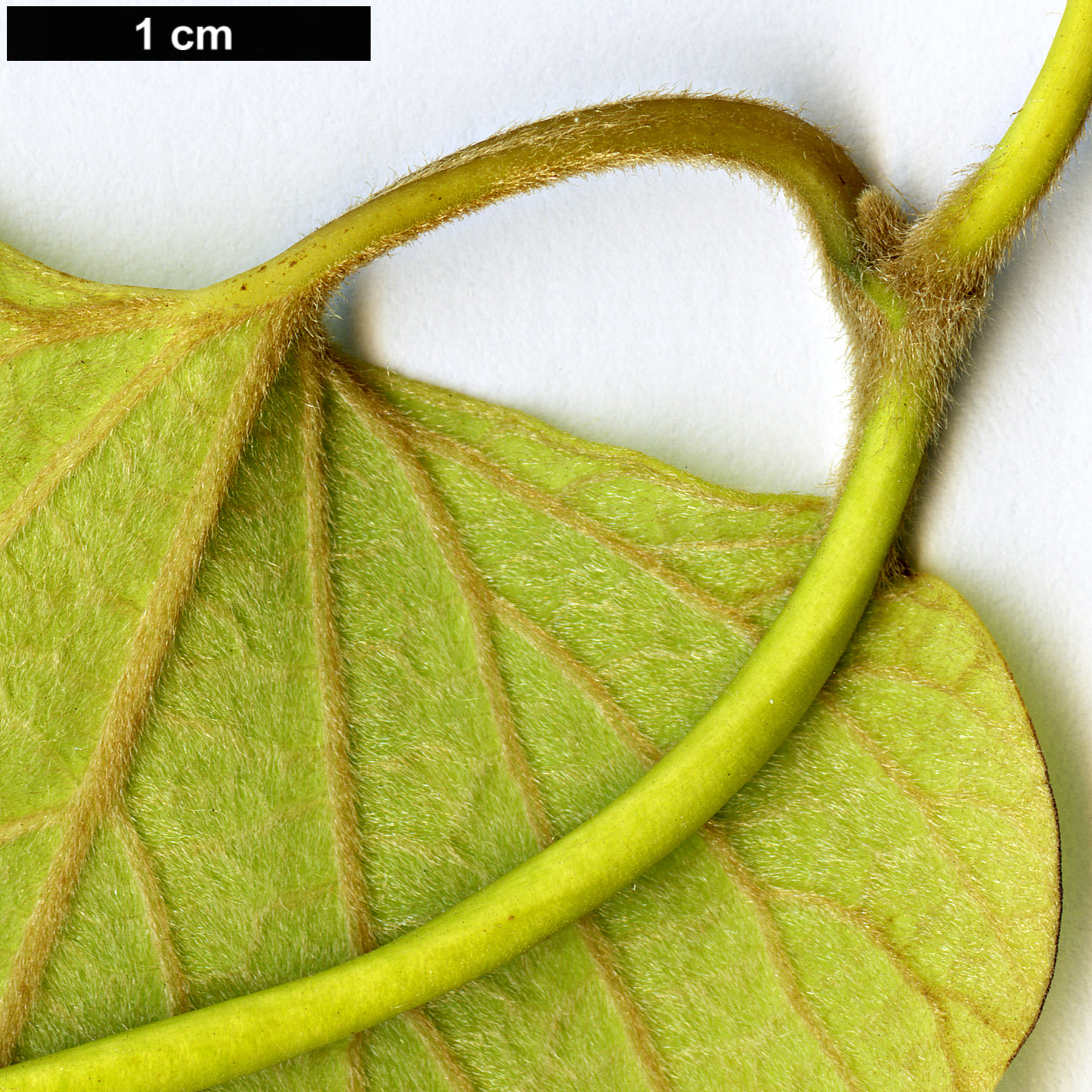 High resolution image: Family: Aristolochiaceae - Genus: Aristolochia - Taxon: kaempferi
