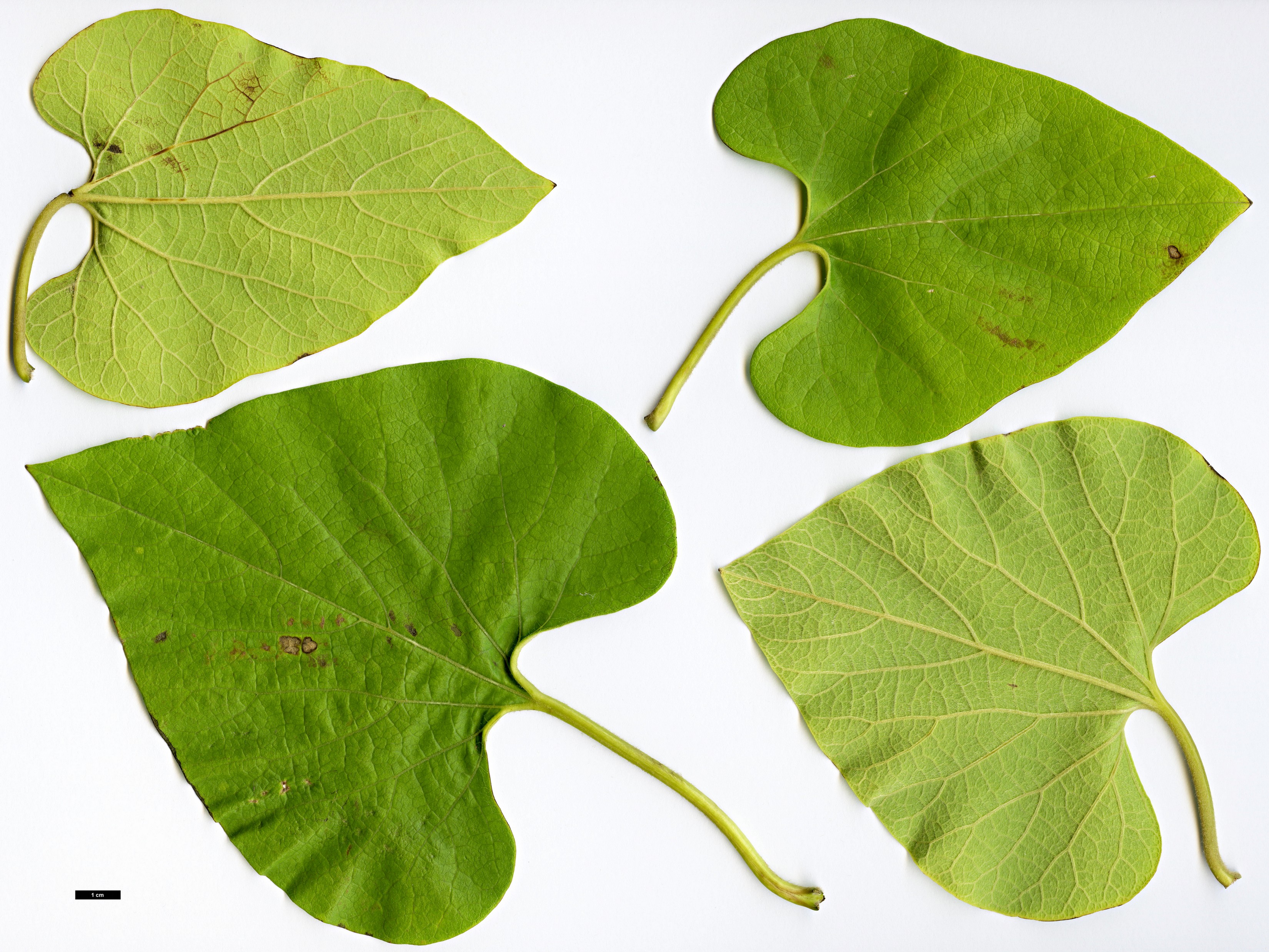 High resolution image: Family: Aristolochiaceae - Genus: Aristolochia - Taxon: kaempferi