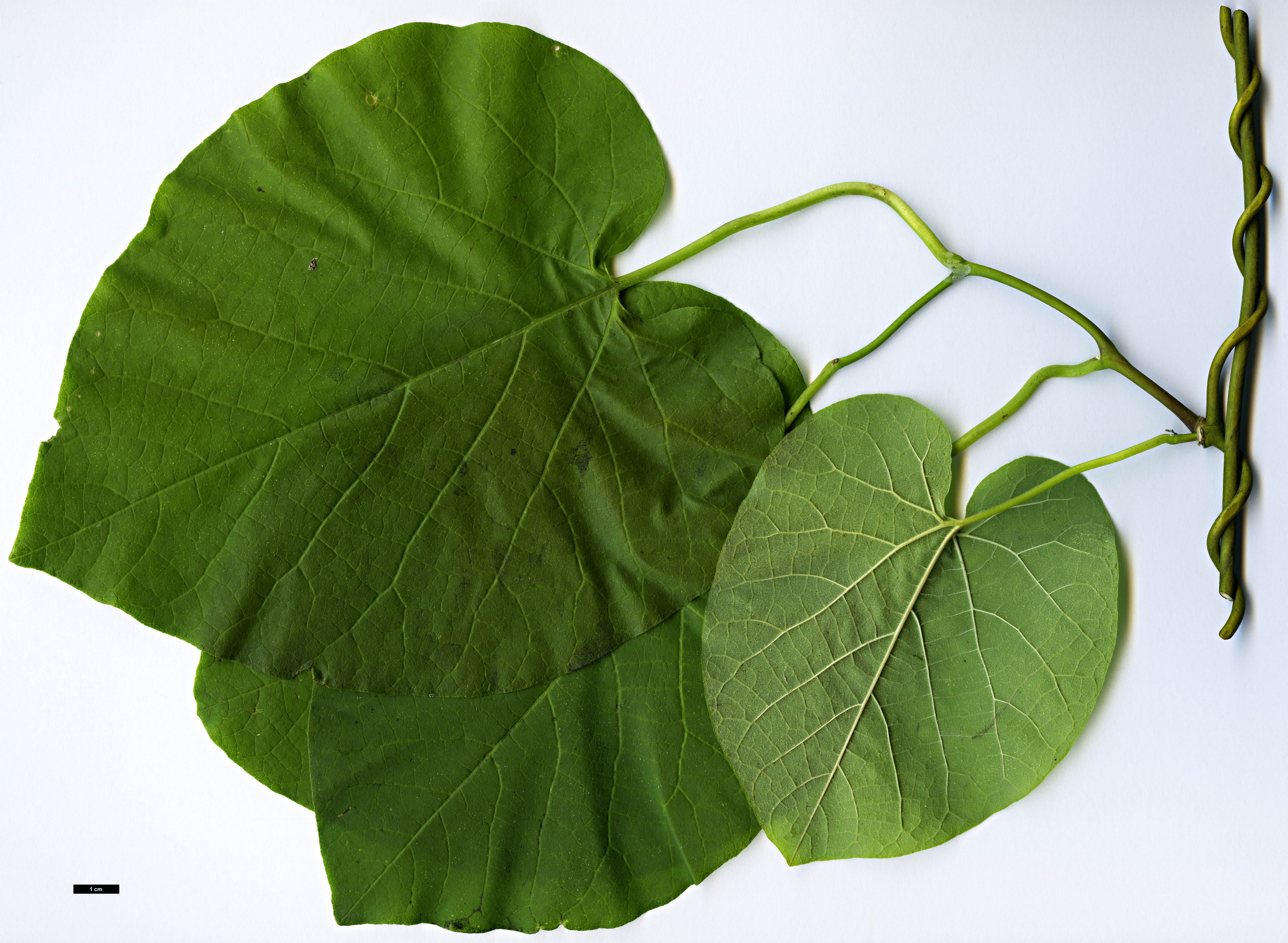 High resolution image: Family: Aristolochiaceae - Genus: Aristolochia - Taxon: macrophylla