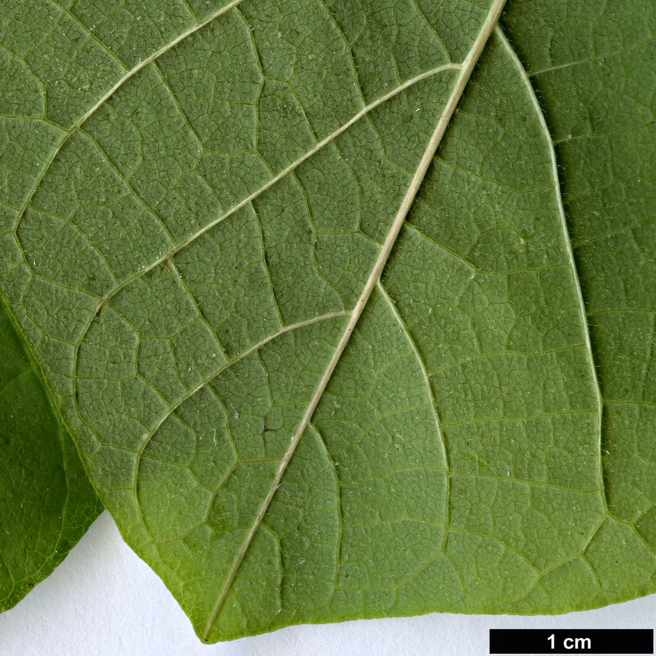 High resolution image: Family: Aristolochiaceae - Genus: Aristolochia - Taxon: macrophylla