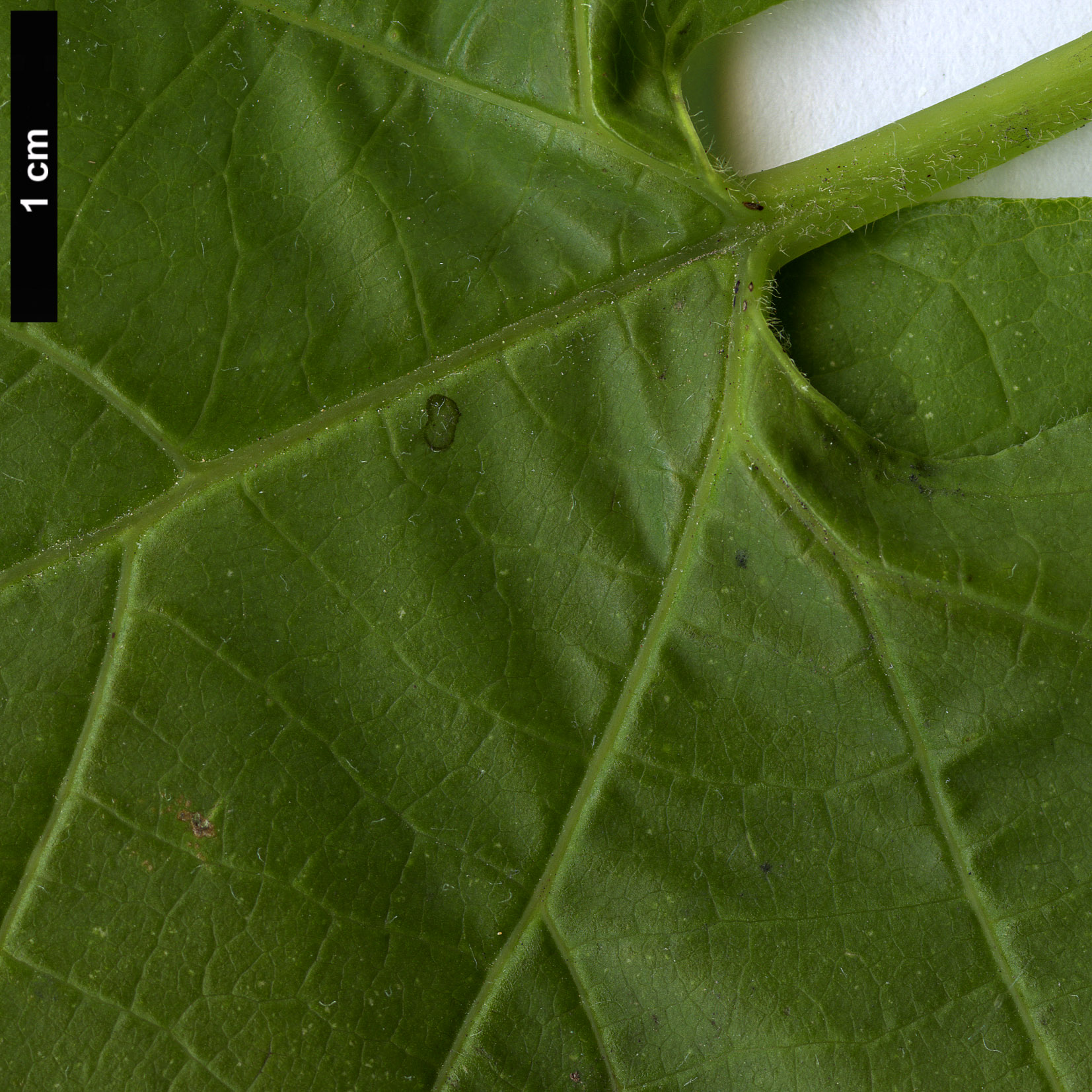 High resolution image: Family: Aristolochiaceae - Genus: Aristolochia - Taxon: macrophylla