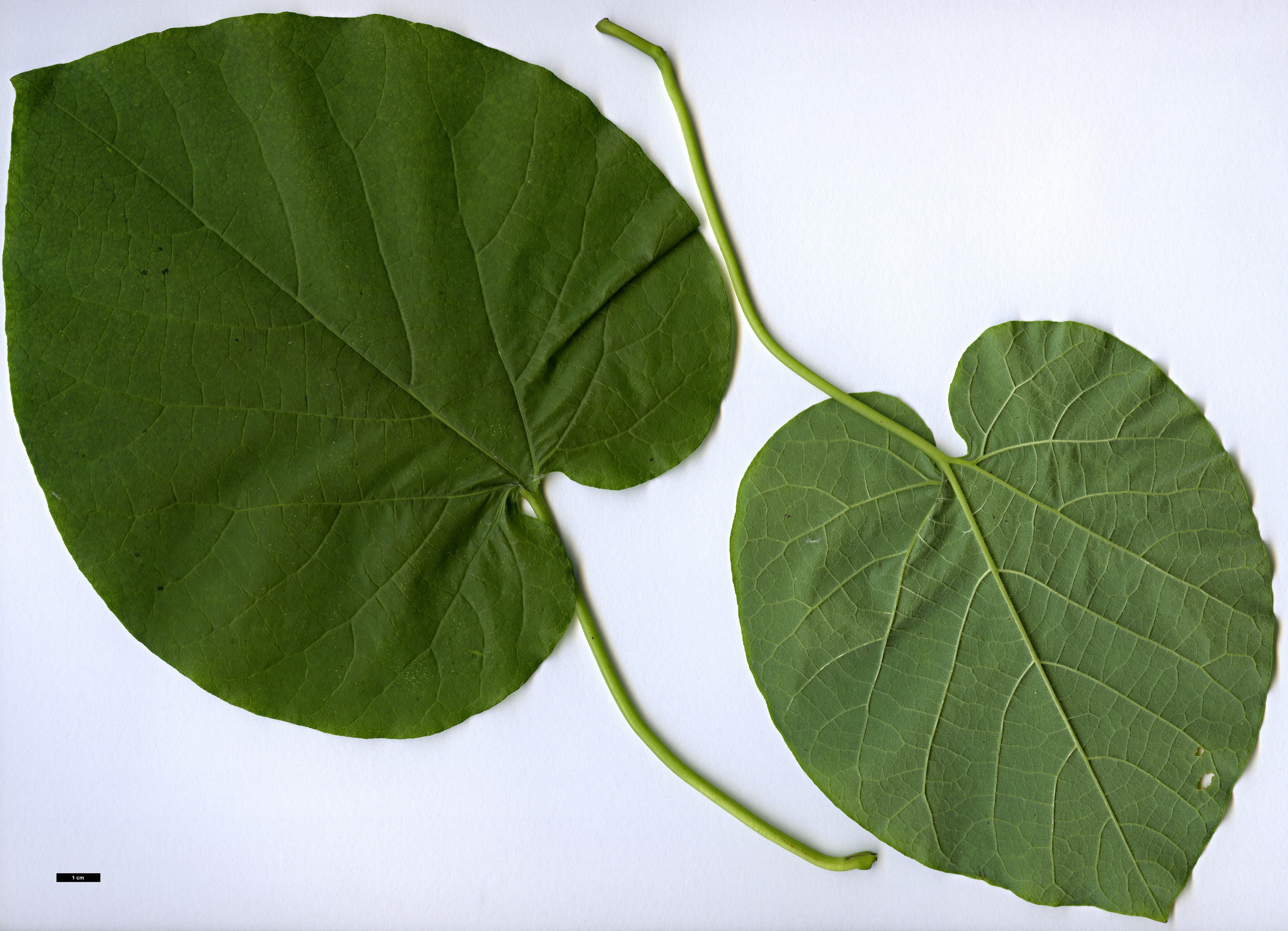 High resolution image: Family: Aristolochiaceae - Genus: Aristolochia - Taxon: macrophylla