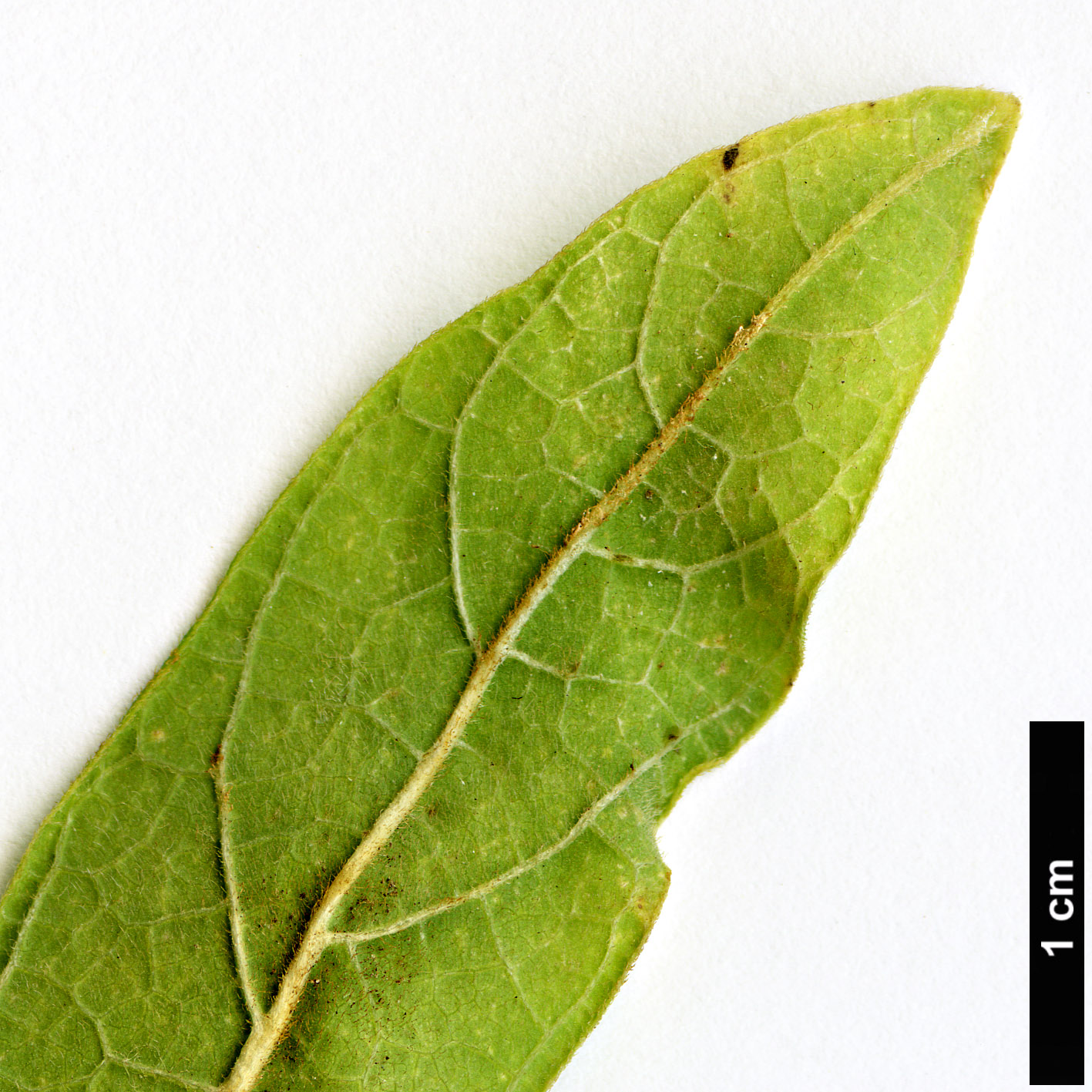 High resolution image: Family: Aristolochiaceae - Genus: Aristolochia - Taxon: tanzawana