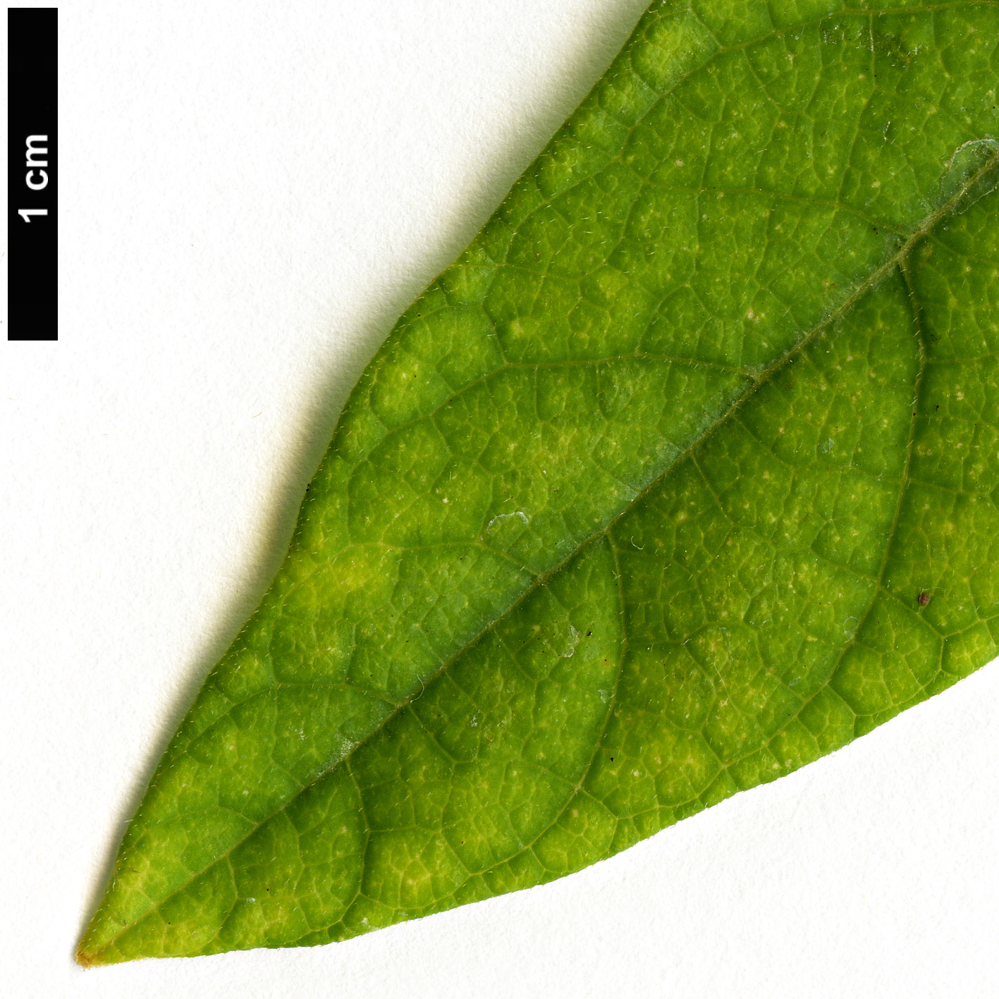 High resolution image: Family: Aristolochiaceae - Genus: Aristolochia - Taxon: tanzawana
