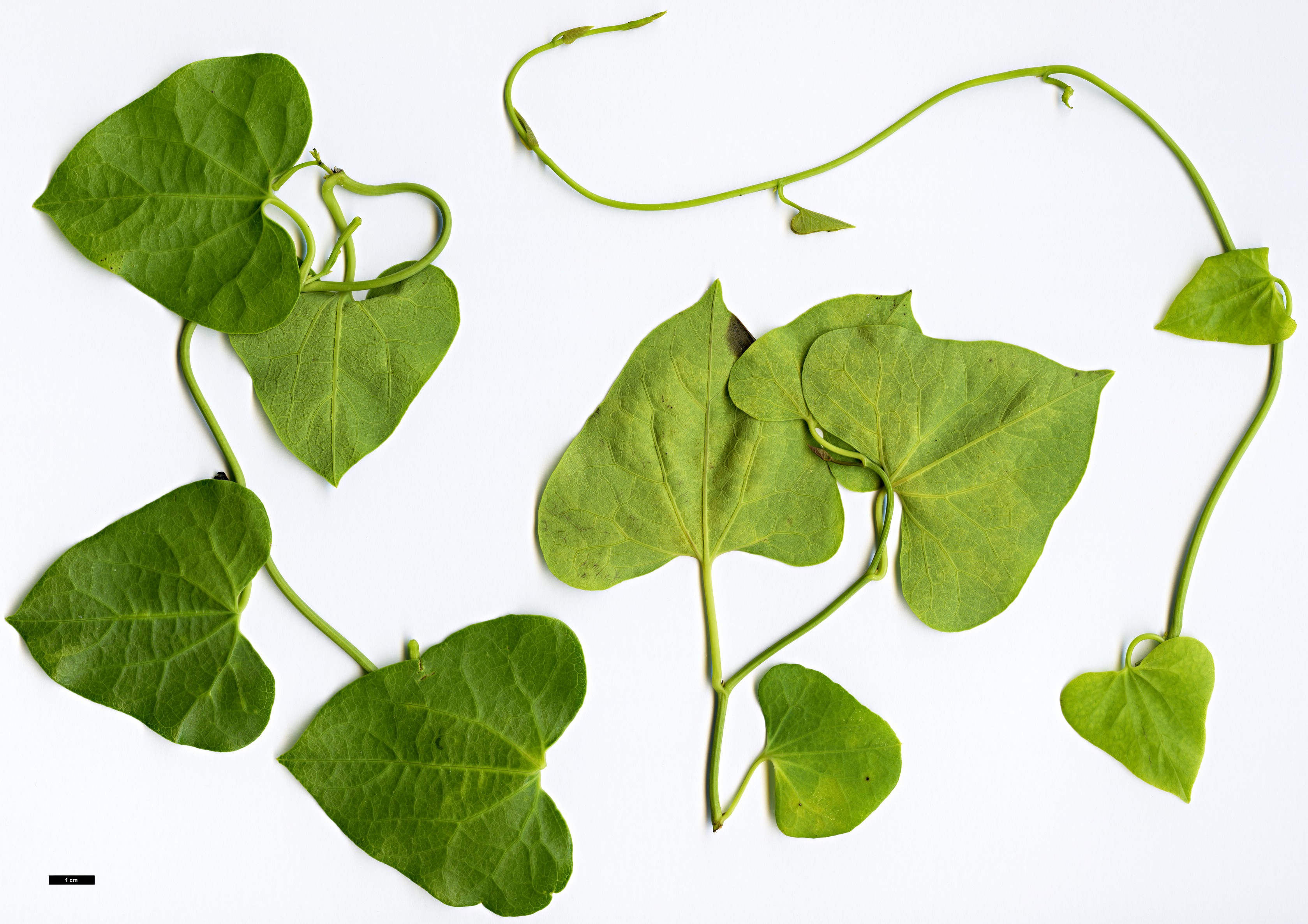 High resolution image: Family: Aristolochiaceae - Genus: Aristolochia - Taxon: zollingeriana