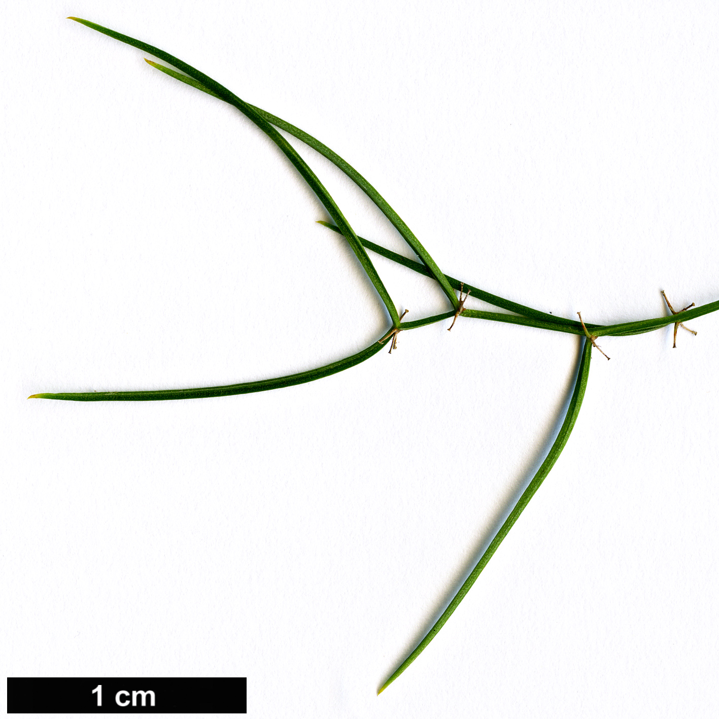 High resolution image: Family: Asparagaceae - Genus: Asparagus - Taxon: verticillatus