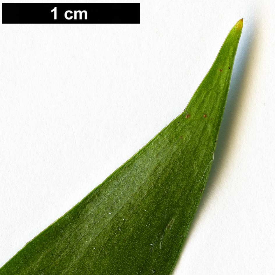 High resolution image: Family: Asparagaceae - Genus: Danae - Taxon: racemosa