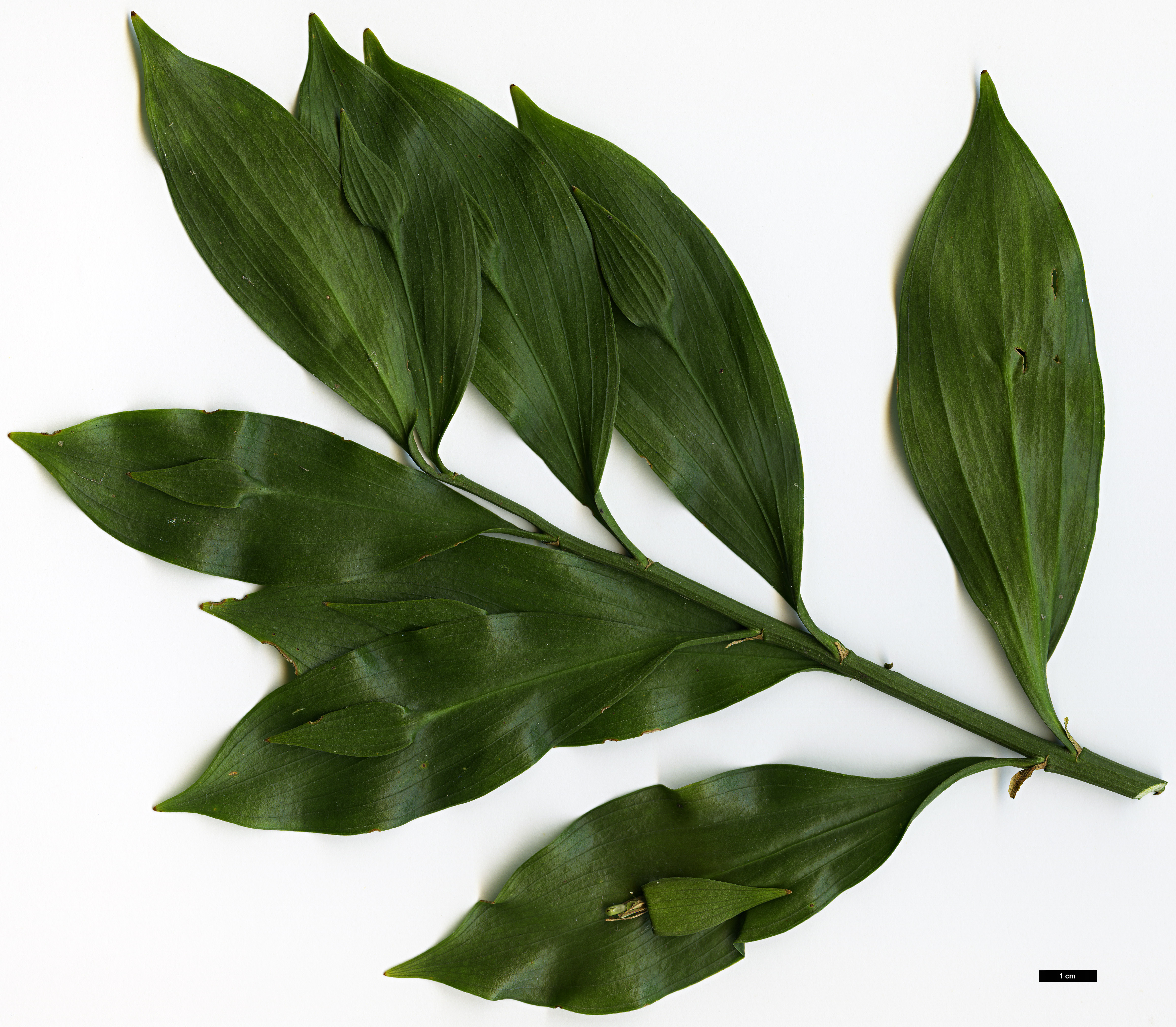 High resolution image: Family: Asparagaceae - Genus: Ruscus - Taxon: hypoglossum