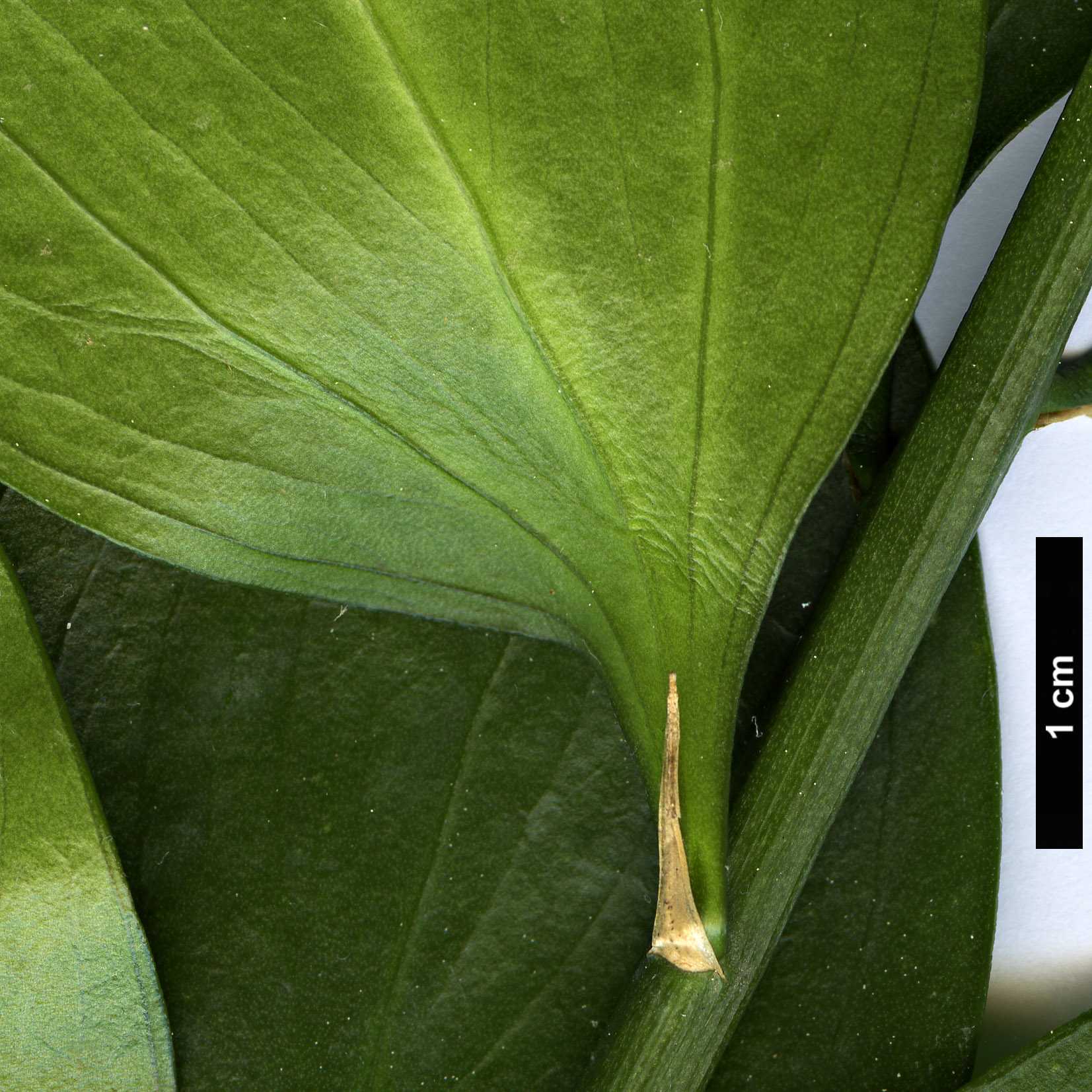 High resolution image: Family: Asparagaceae - Genus: Ruscus - Taxon: hypophyllum