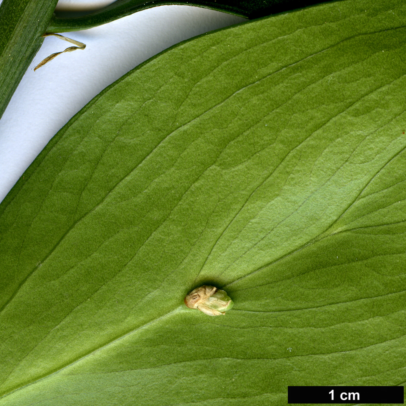 High resolution image: Family: Asparagaceae - Genus: Ruscus - Taxon: hypophyllum