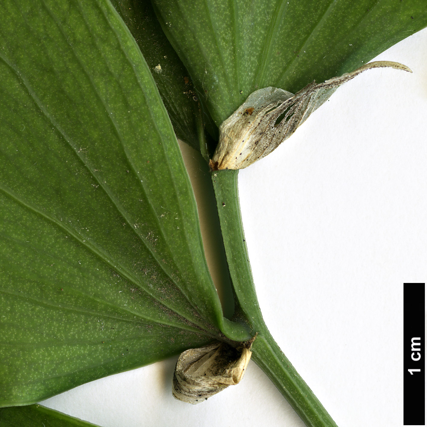 High resolution image: Family: Asparagaceae - Genus: Ruscus - Taxon: streptophyllus