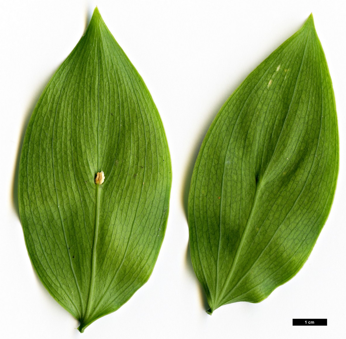 High resolution image: Family: Asparagaceae - Genus: Ruscus - Taxon: streptophyllus