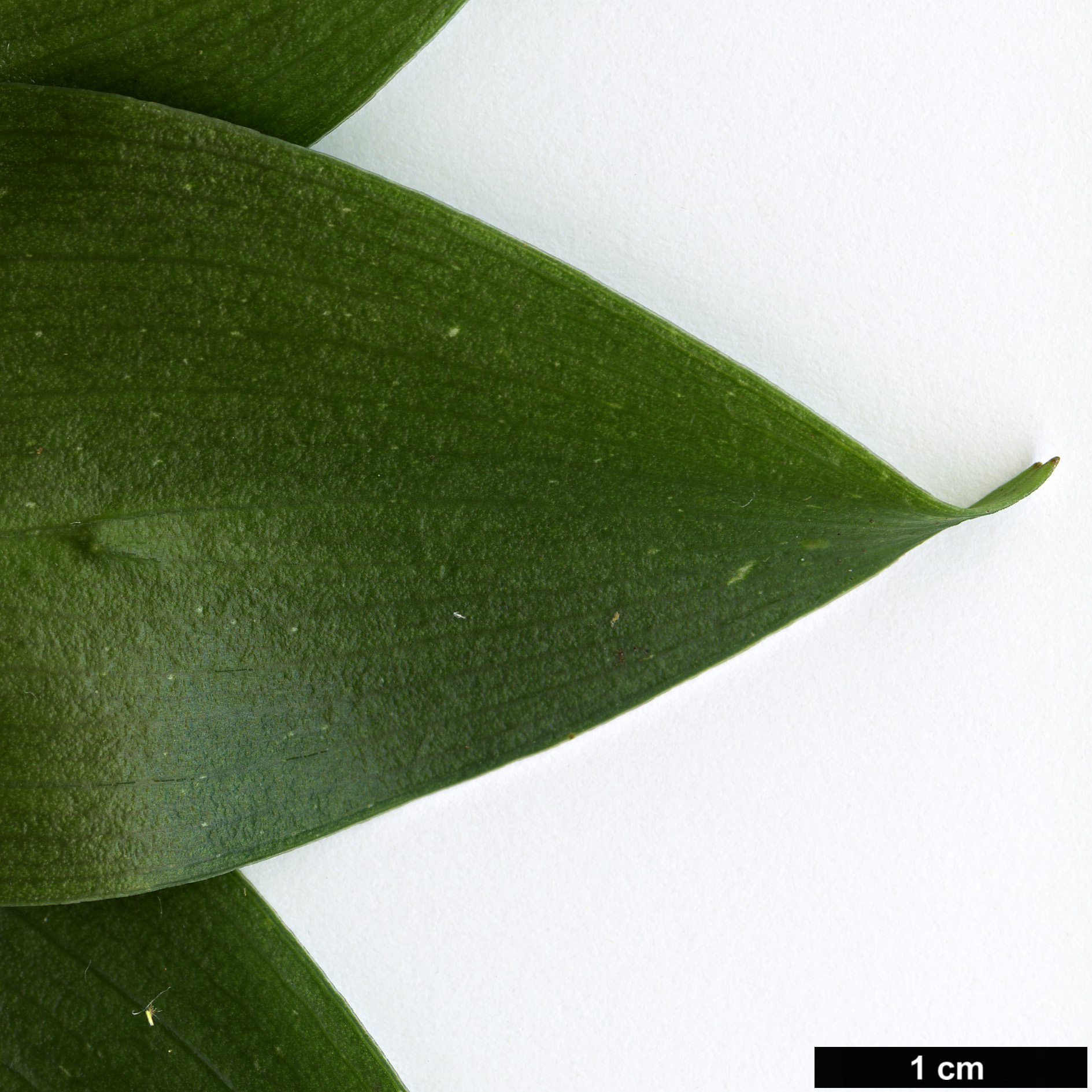 High resolution image: Family: Asparagaceae - Genus: Ruscus - Taxon: streptophyllus