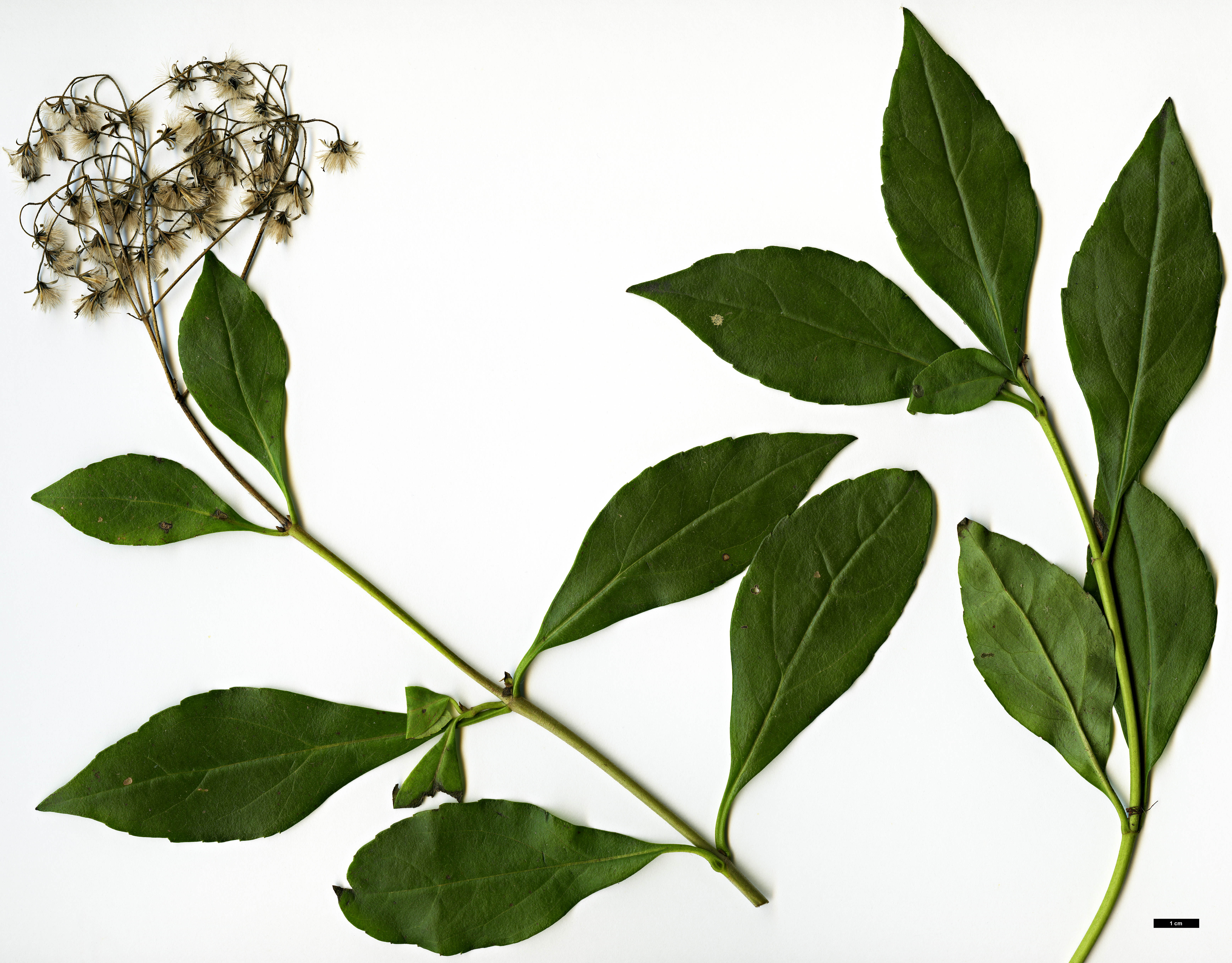 High resolution image: Family: Asteraceae - Genus: Ageratina - Taxon: ligustrina