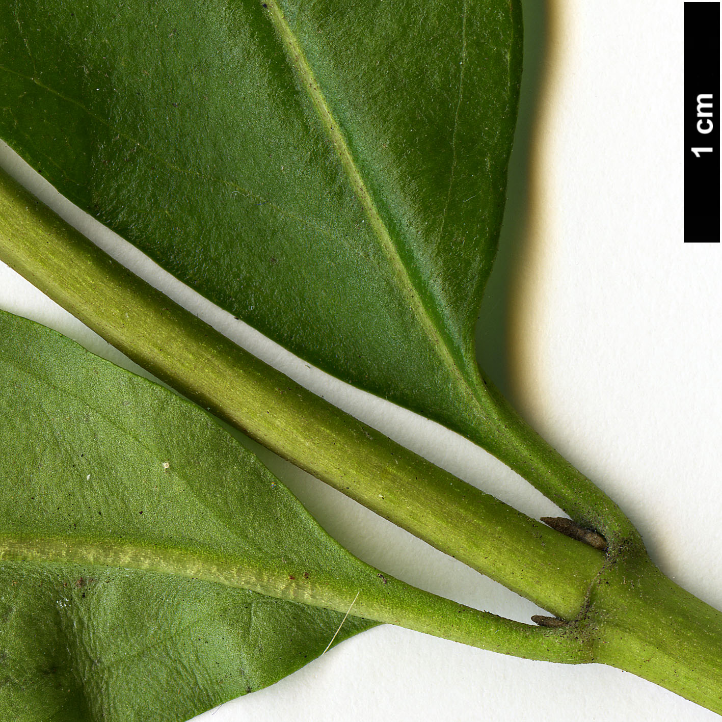 High resolution image: Family: Asteraceae - Genus: Ageratina - Taxon: ligustrina