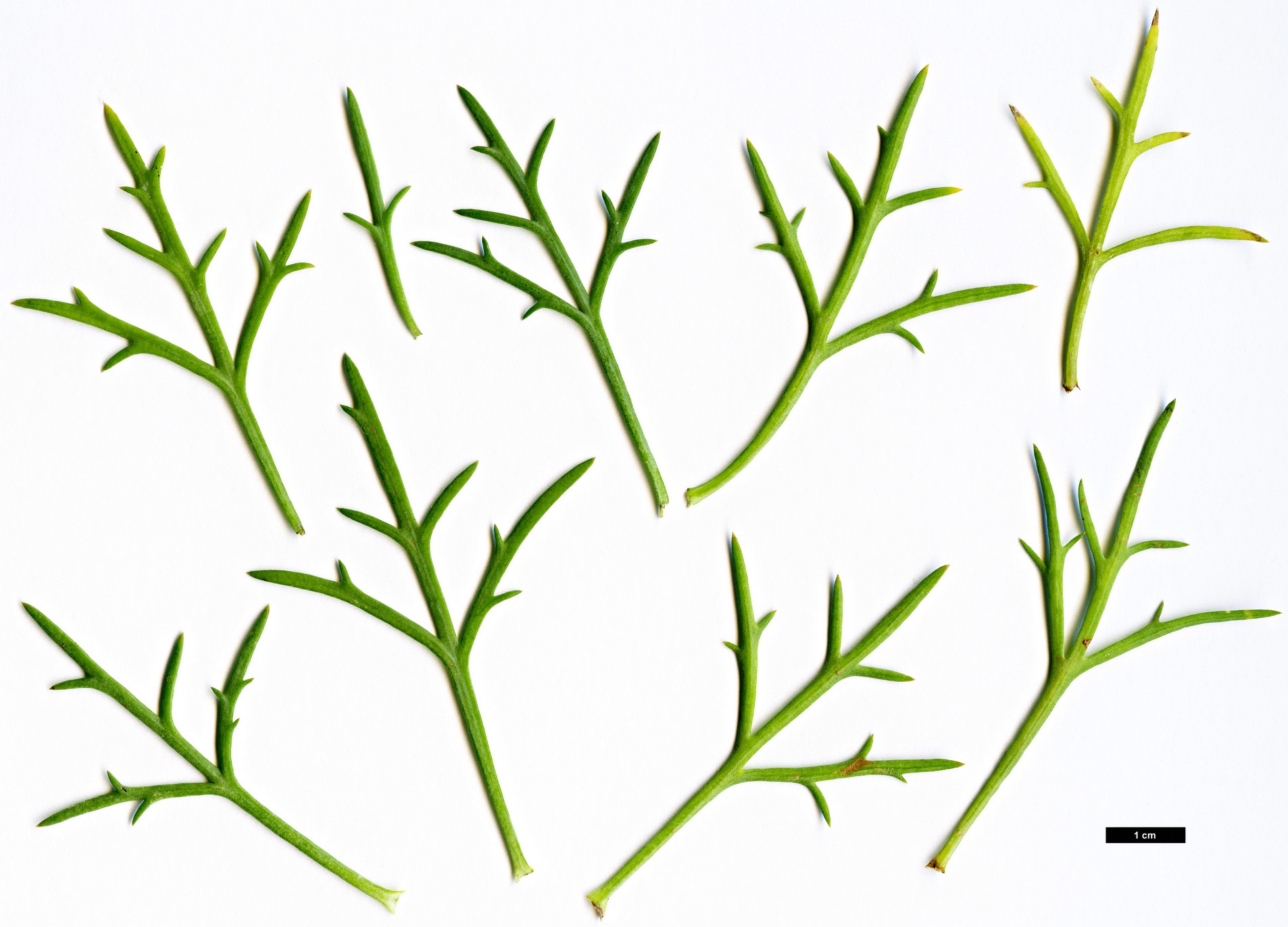 High resolution image: Family: Asteraceae - Genus: Argyranthemum - Taxon: frutescens