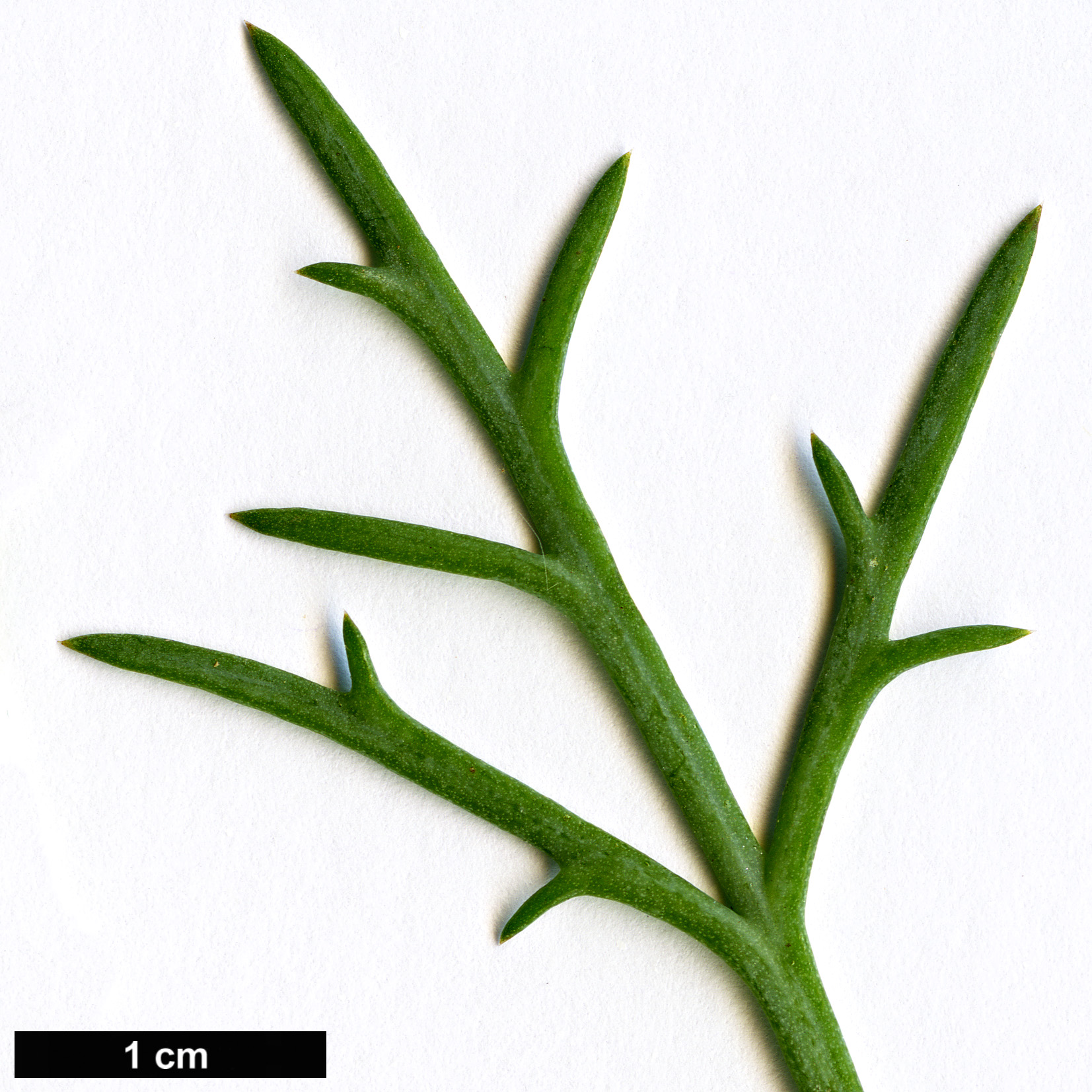 High resolution image: Family: Asteraceae - Genus: Argyranthemum - Taxon: frutescens