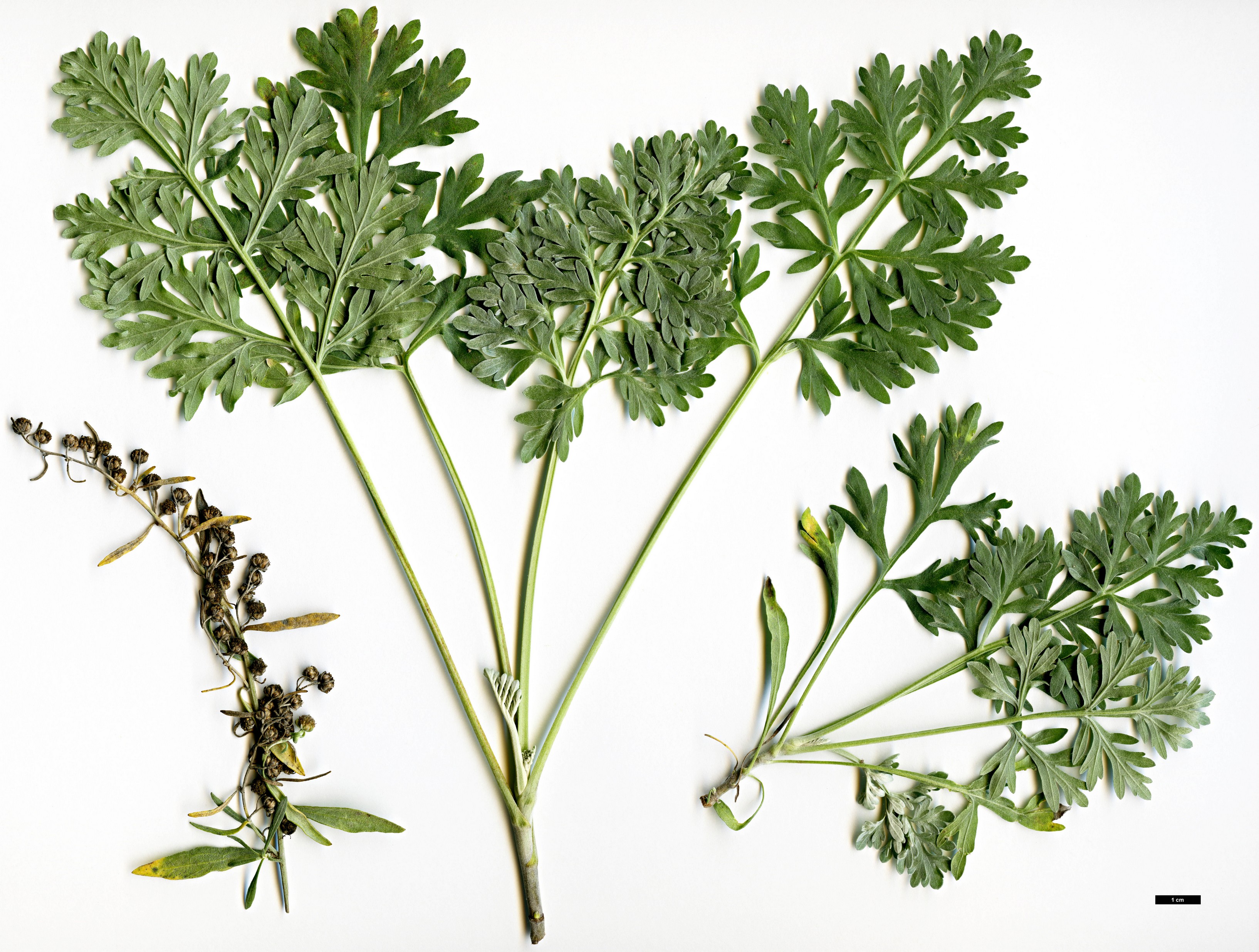 High resolution image: Family: Asteraceae - Genus: Artemisia - Taxon: absinthium