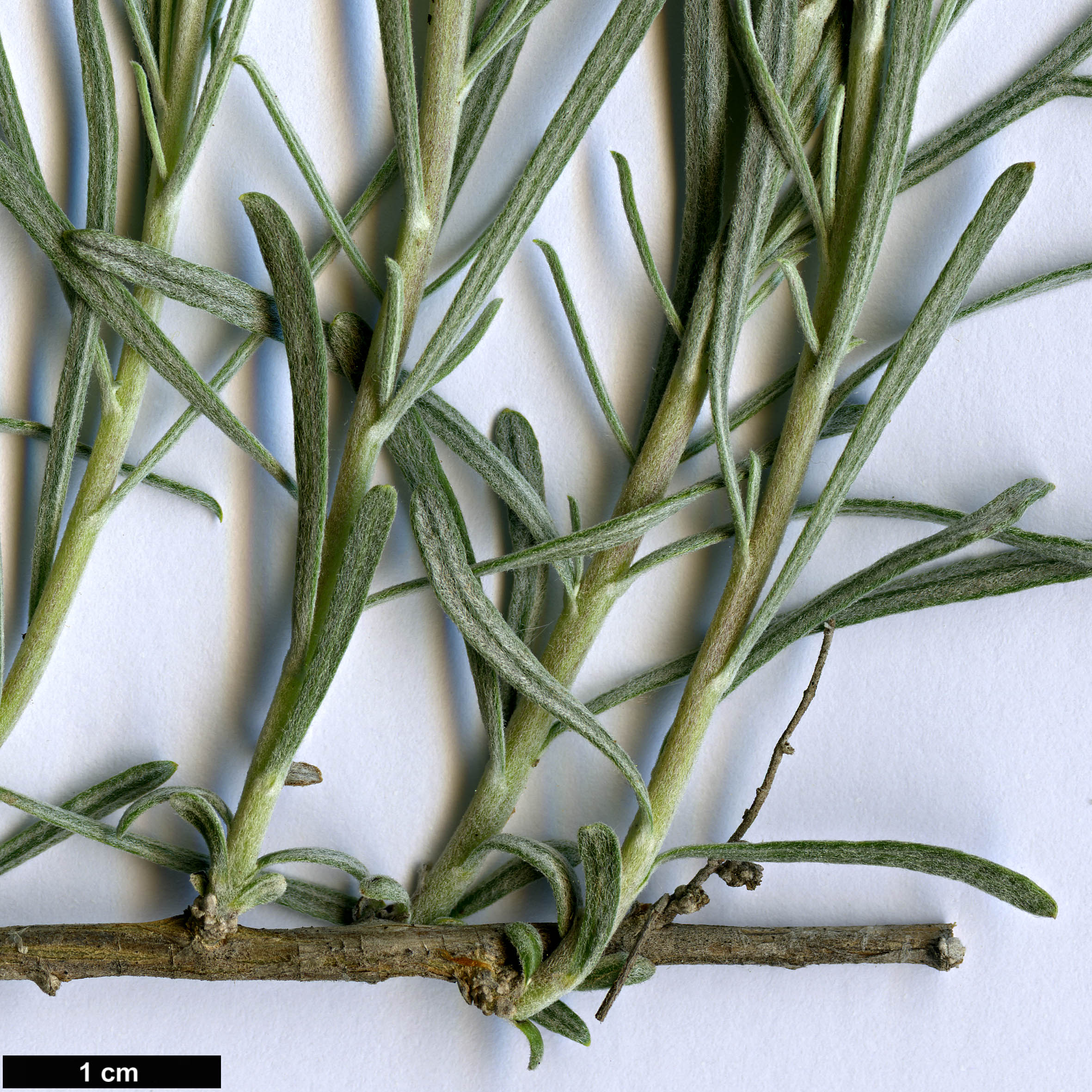 High resolution image: Family: Asteraceae - Genus: Artemisia - Taxon: filifolia