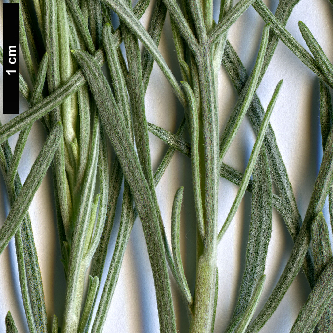 High resolution image: Family: Asteraceae - Genus: Artemisia - Taxon: filifolia