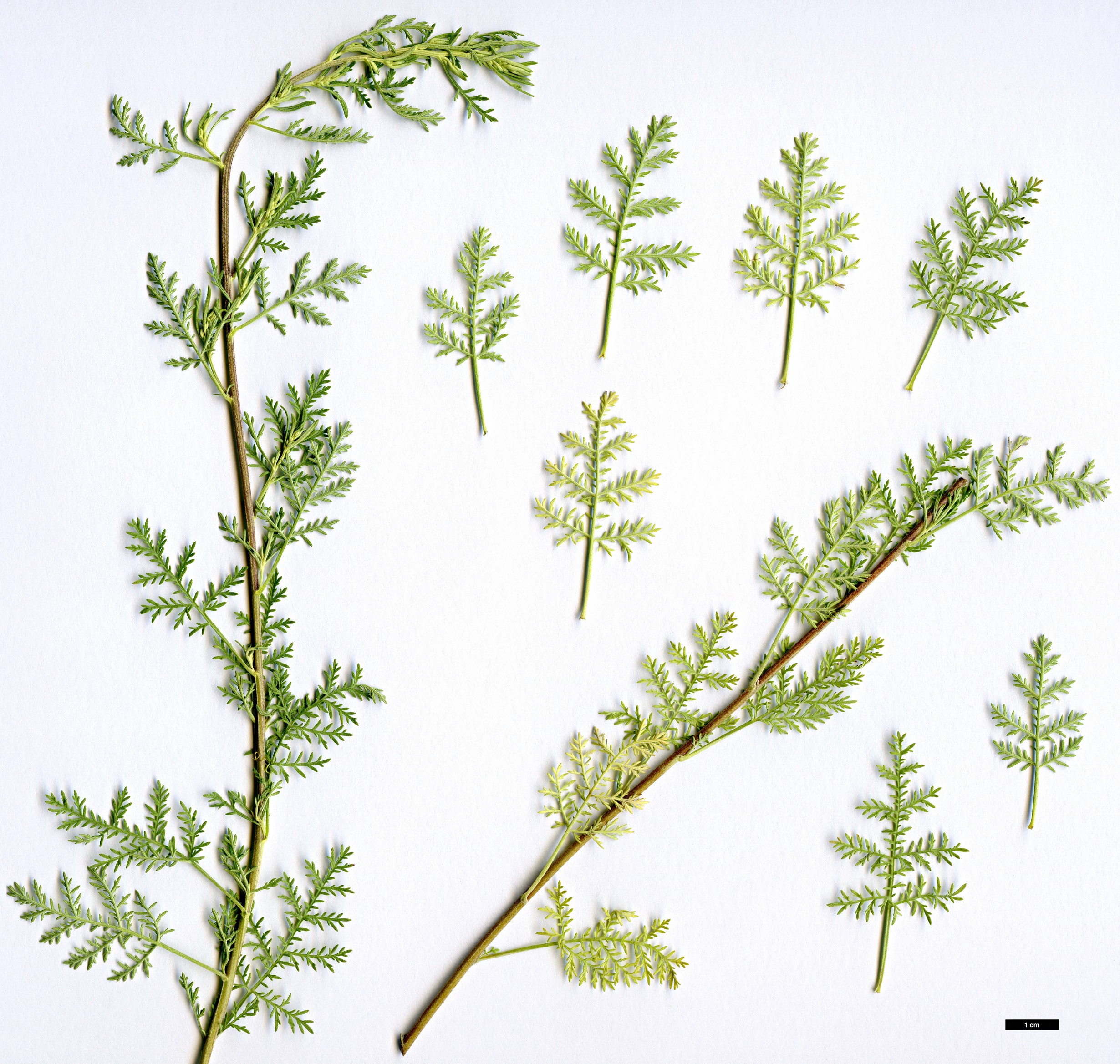 High resolution image: Family: Asteraceae - Genus: Artemisia - Taxon: molinieri