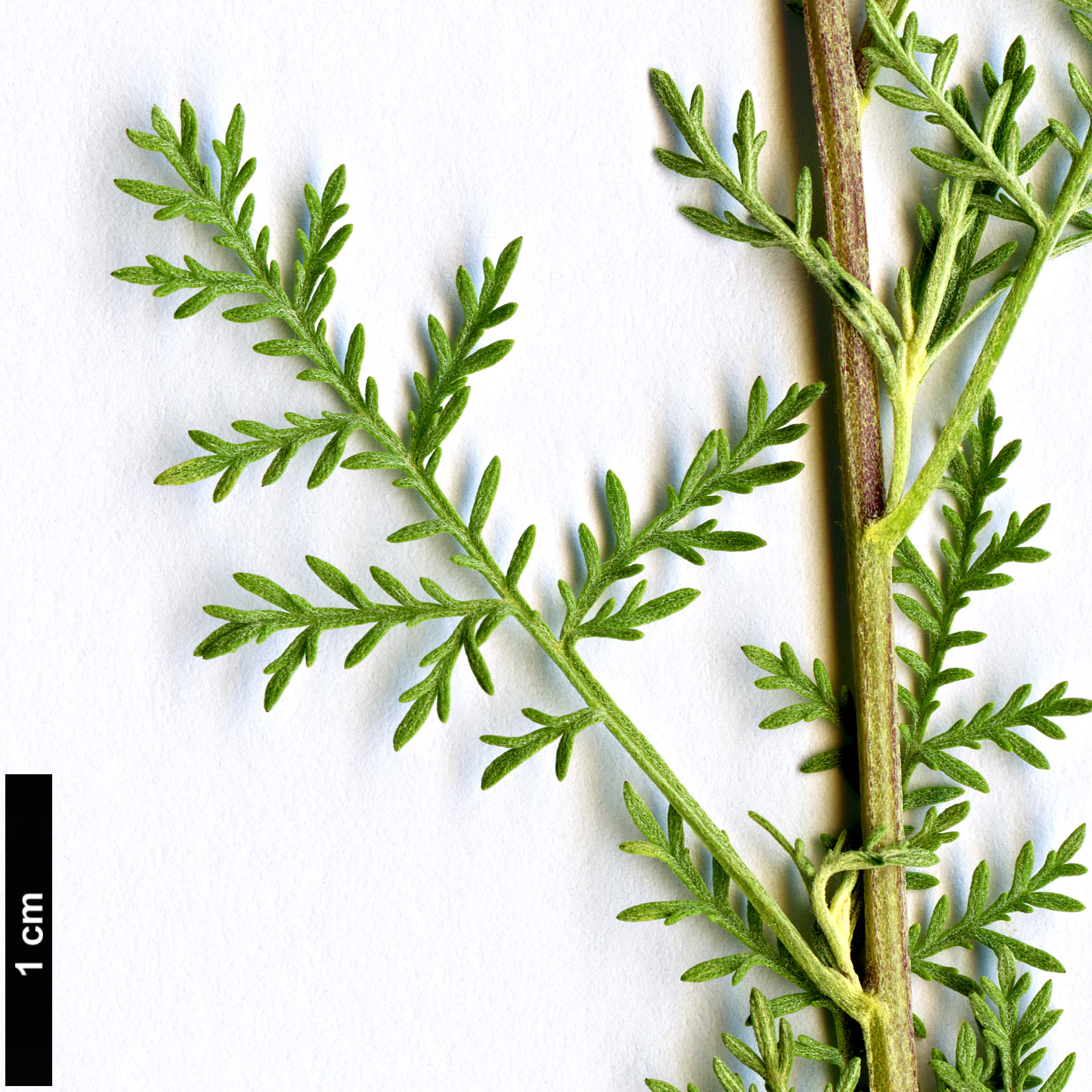 High resolution image: Family: Asteraceae - Genus: Artemisia - Taxon: molinieri