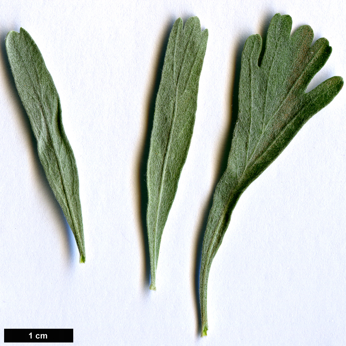High resolution image: Family: Asteraceae - Genus: Artemisia - Taxon: tridentata
