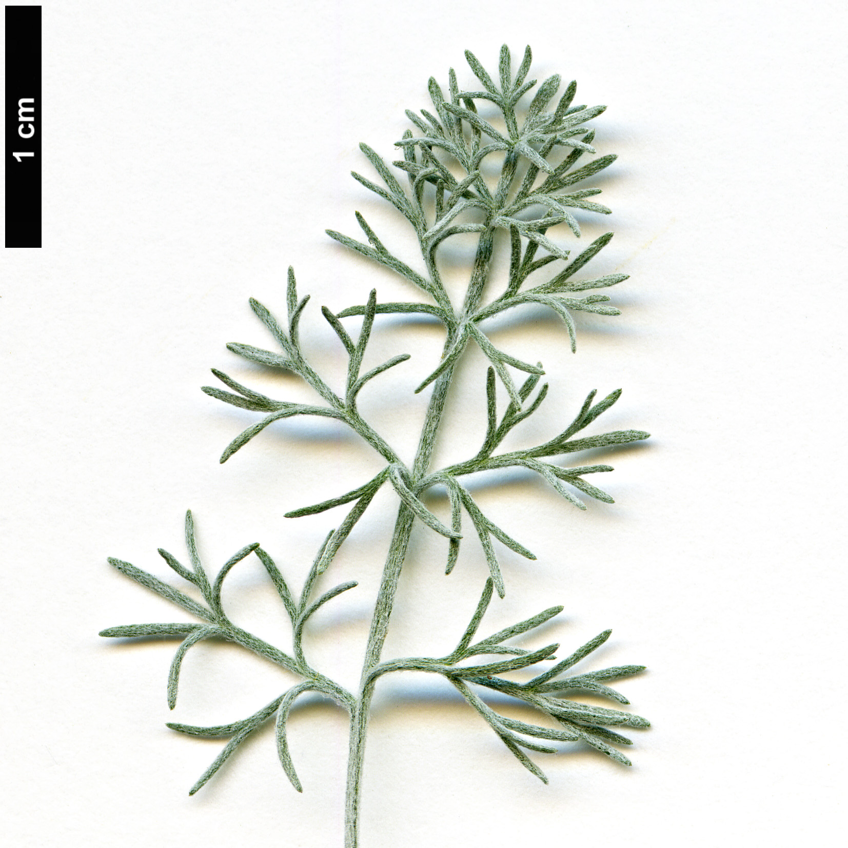 High resolution image: Family: Asteraceae - Genus: Artemisia - Taxon: vallesiaca