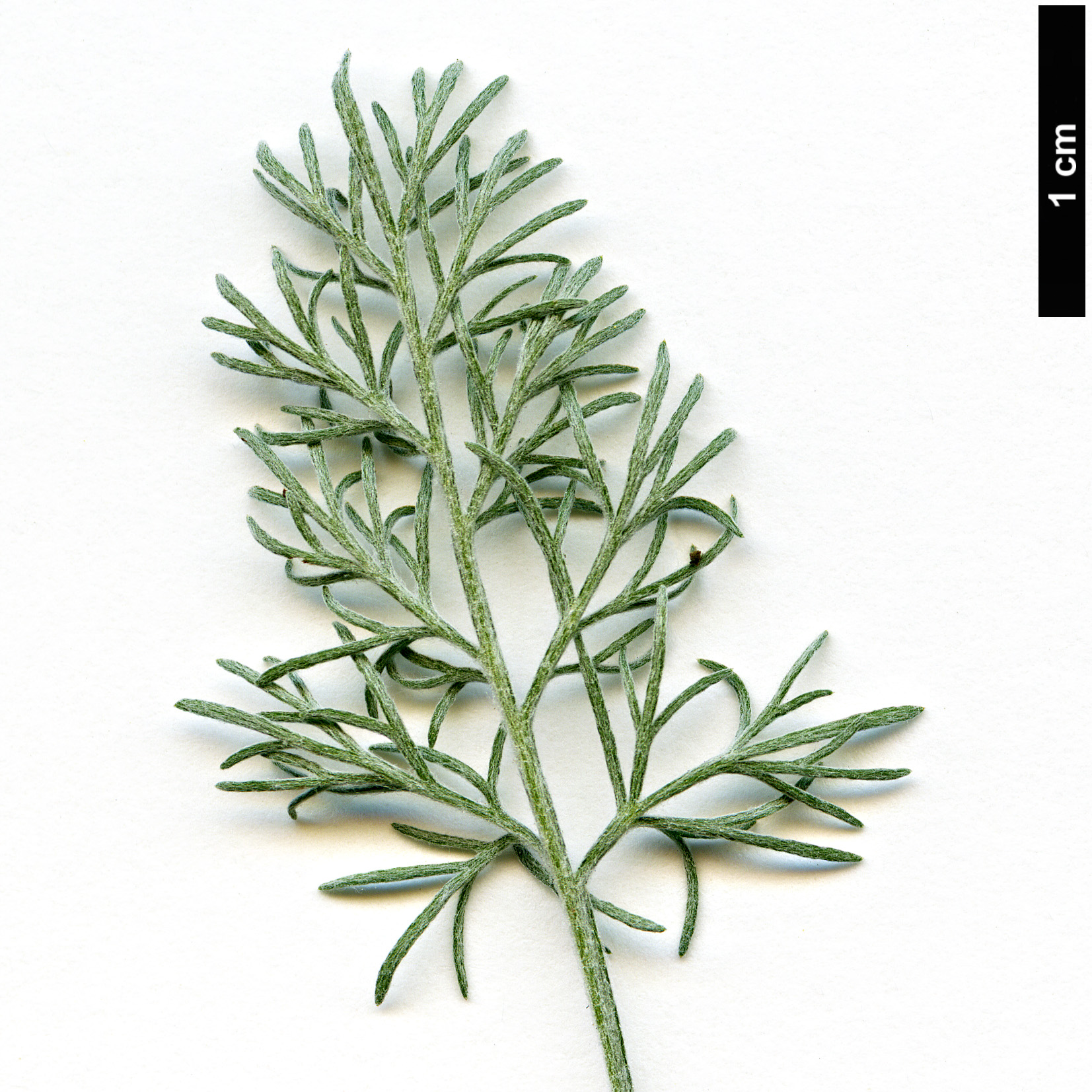 High resolution image: Family: Asteraceae - Genus: Artemisia - Taxon: vallesiaca