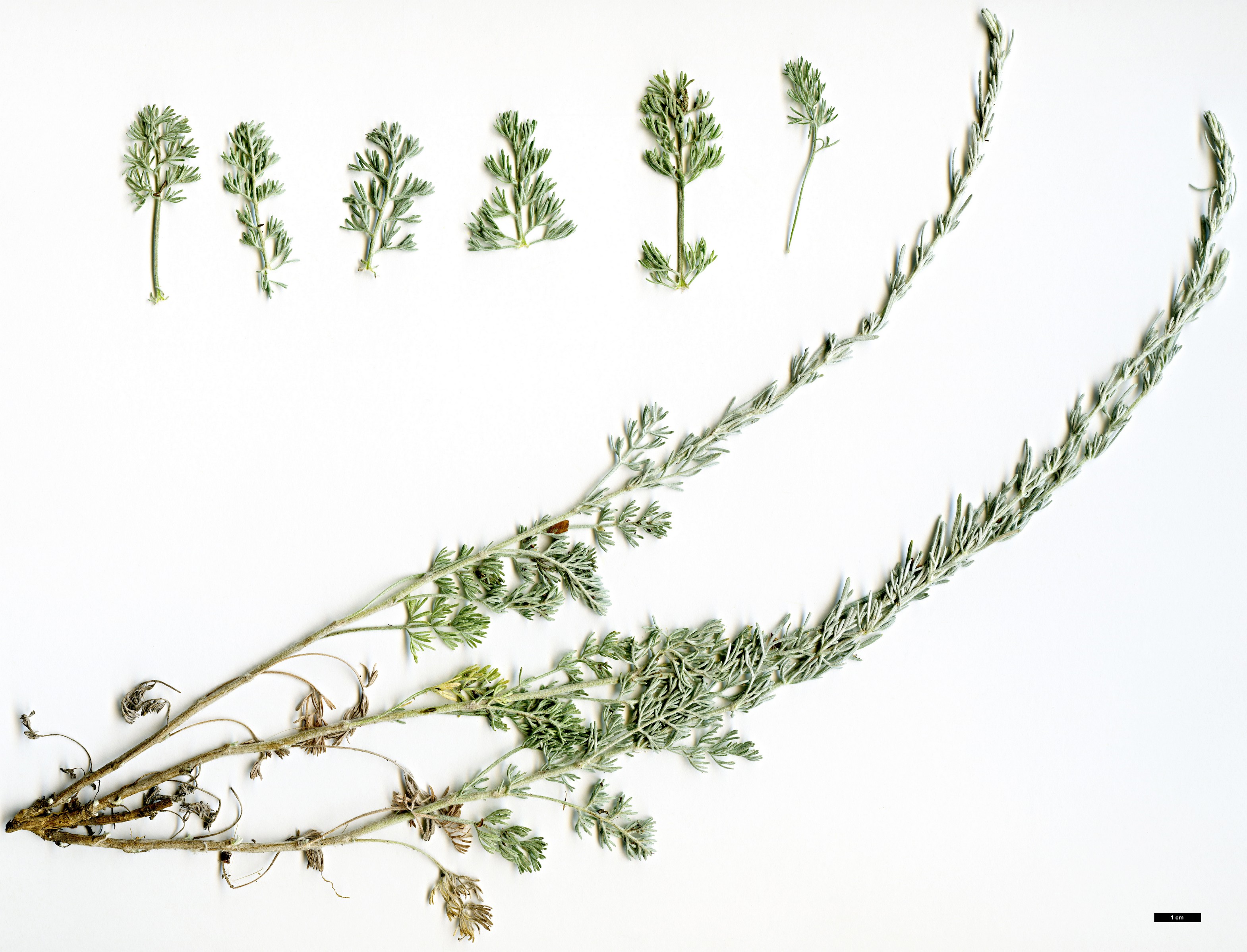 High resolution image: Family: Asteraceae - Genus: Artemisia - Taxon: vallesiaca