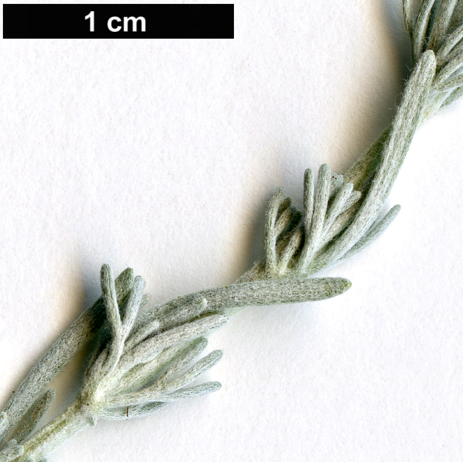 High resolution image: Family: Asteraceae - Genus: Artemisia - Taxon: vallesiaca