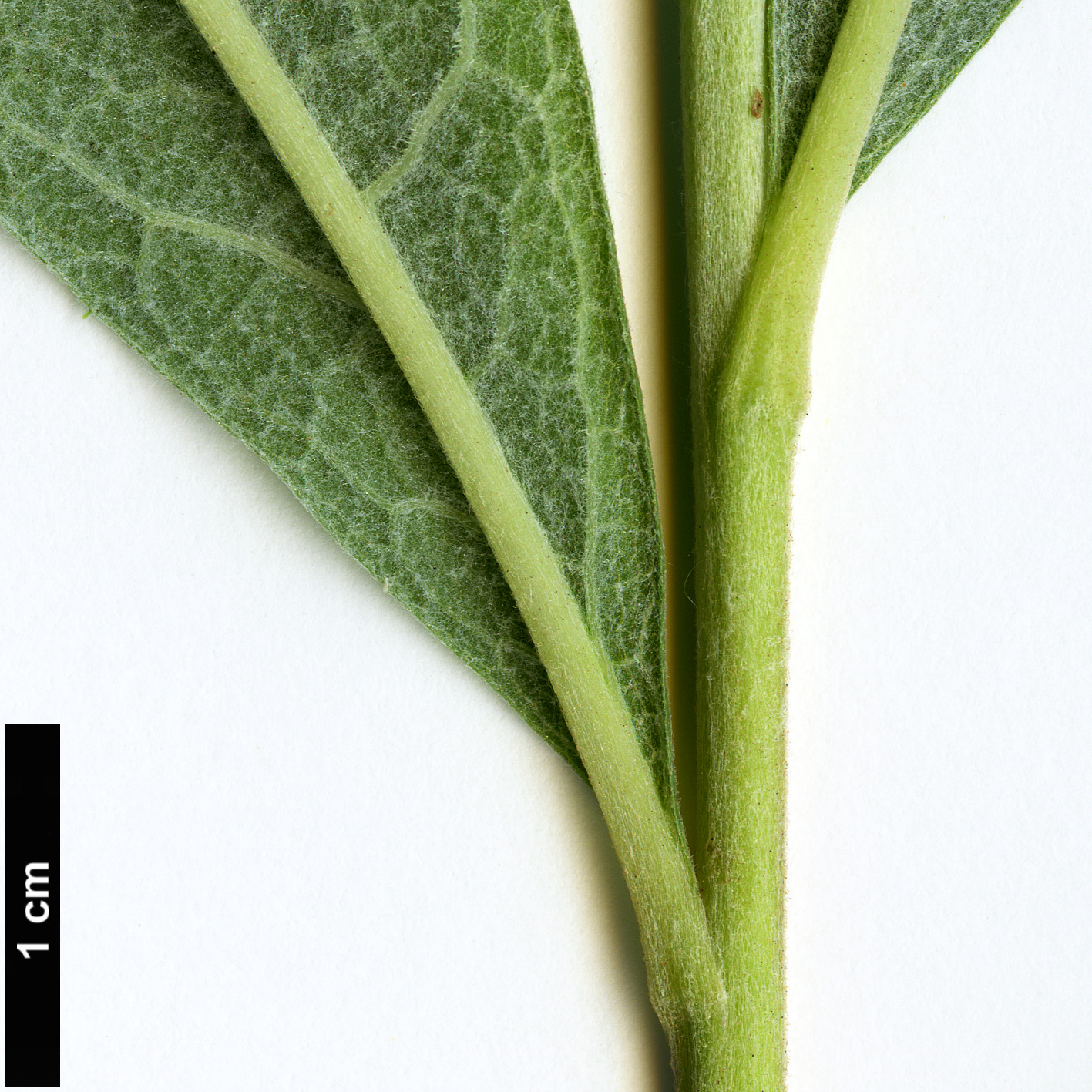 High resolution image: Family: Asteraceae - Genus: Aster - Taxon: albescens