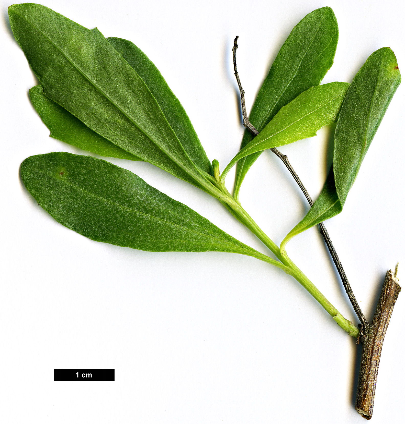 High resolution image: Family: Asteraceae - Genus: Baccharis - Taxon: halimifolia