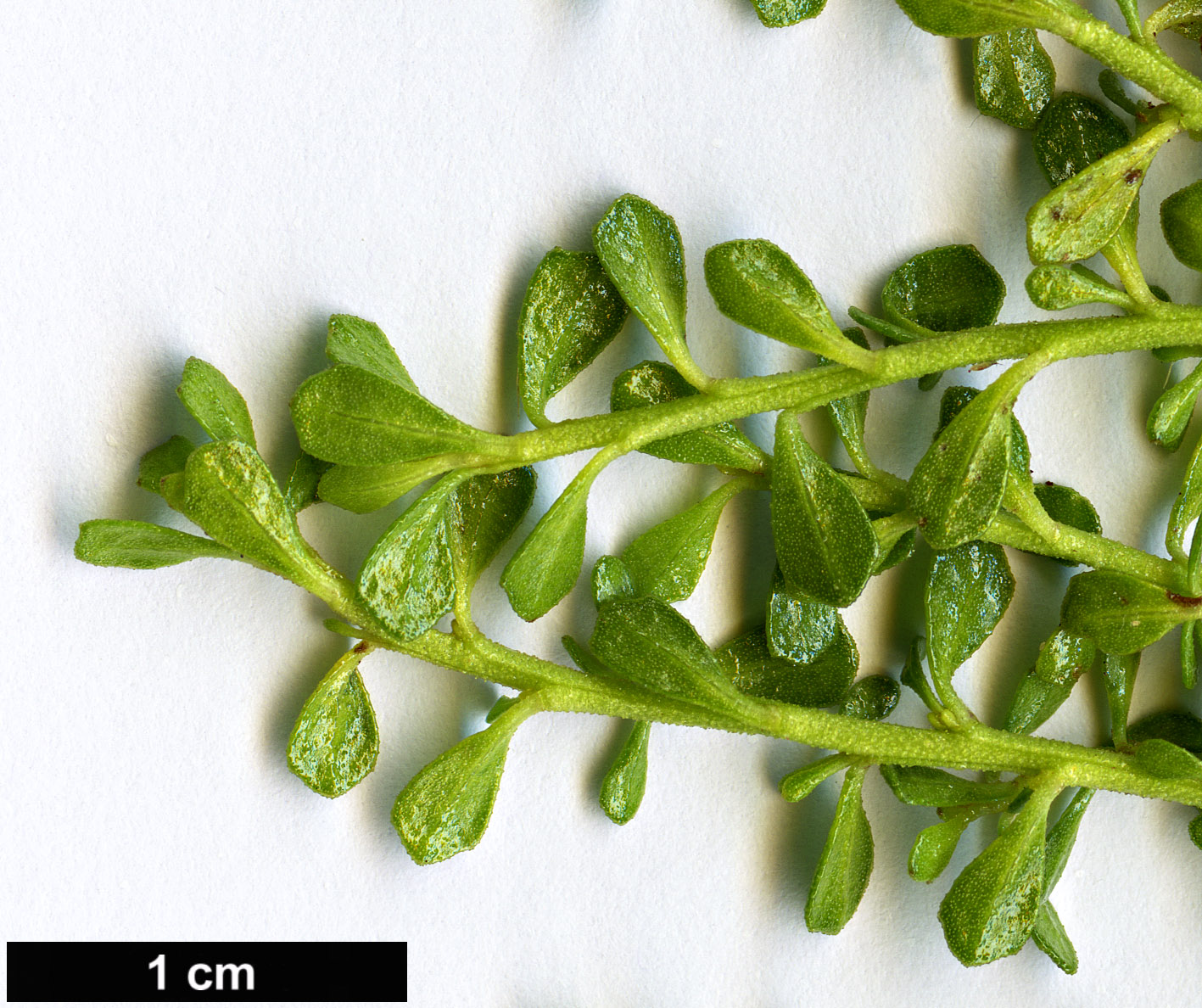 High resolution image: Family: Asteraceae - Genus: Baccharis - Taxon: magellanica