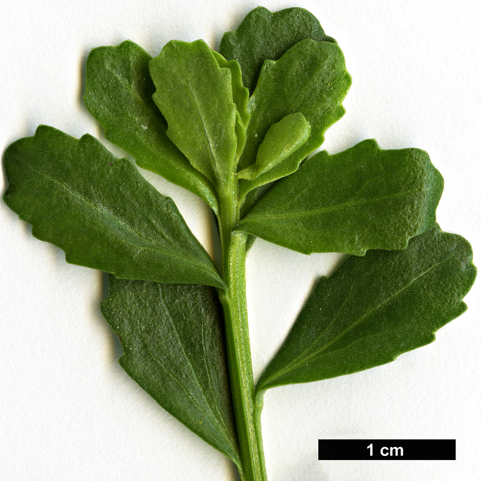 High resolution image: Family: Asteraceae - Genus: Baccharis - Taxon: obovata