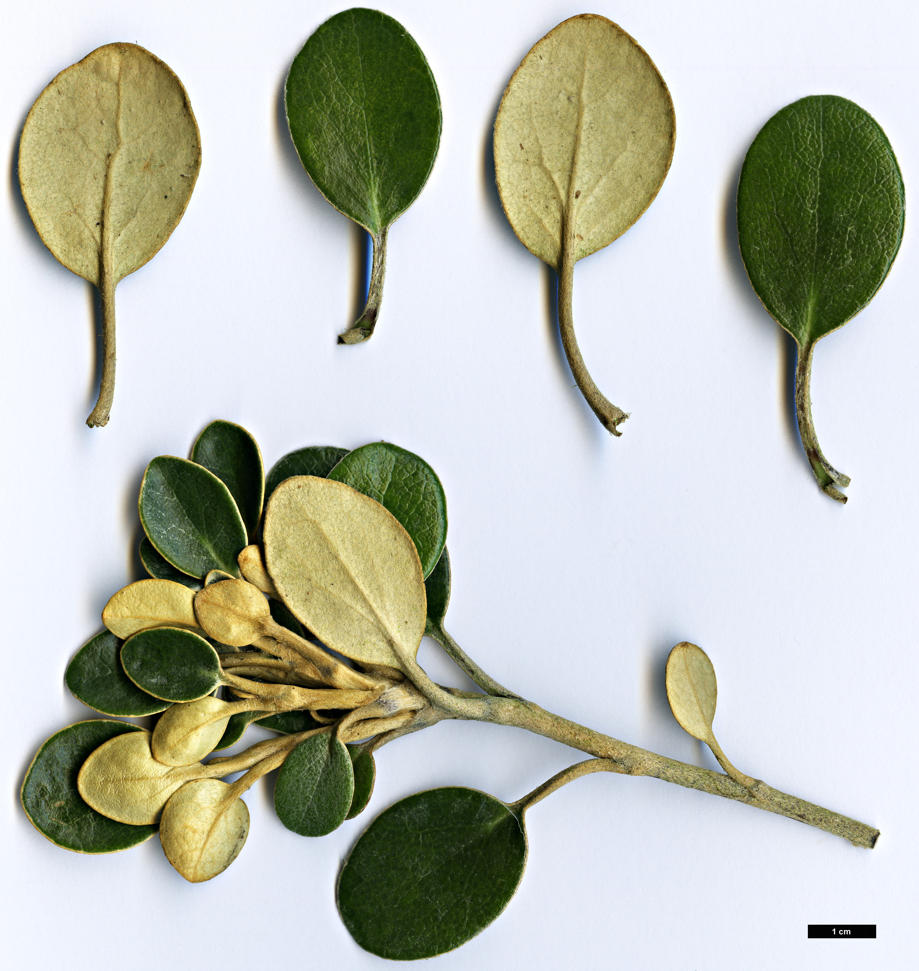 High resolution image: Family: Asteraceae - Genus: Brachyglottis - Taxon: bidwillii