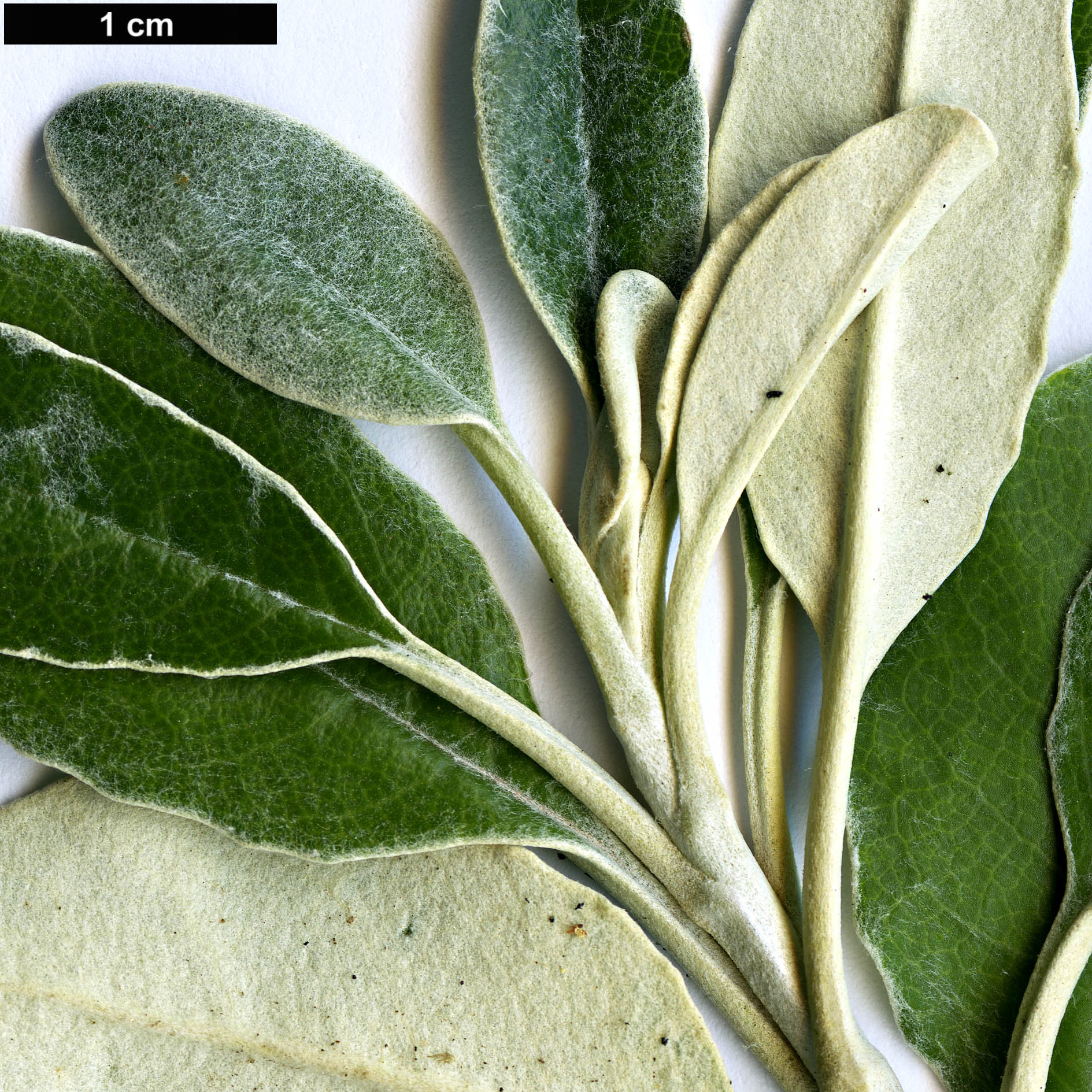 High resolution image: Family: Asteraceae - Genus: Brachyglottis - Taxon: greyi