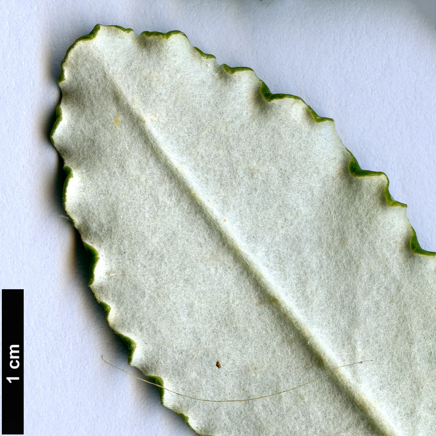 High resolution image: Family: Asteraceae - Genus: Brachyglottis - Taxon: monroi
