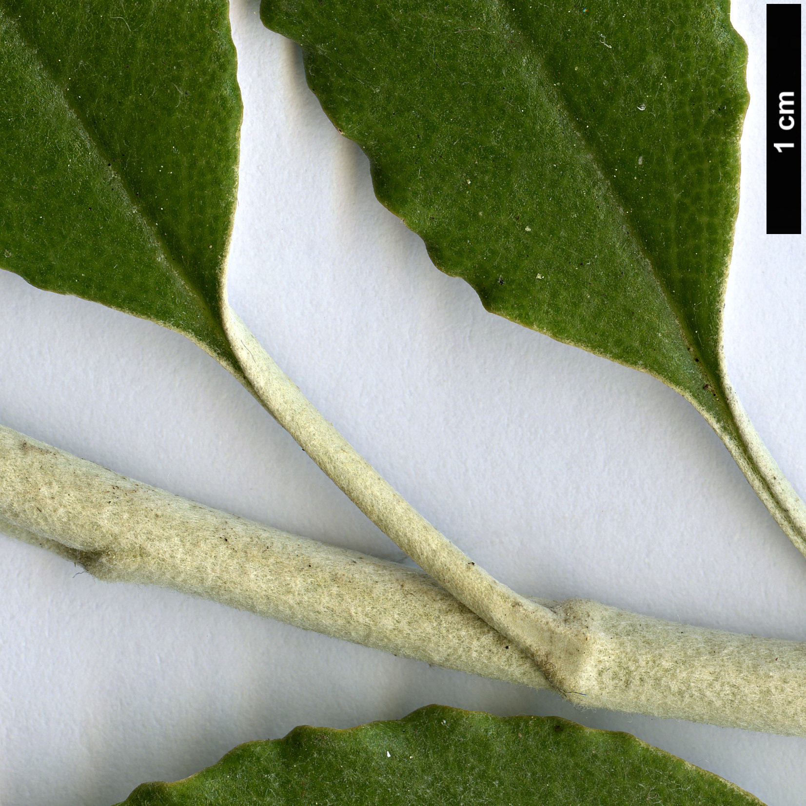 High resolution image: Family: Asteraceae - Genus: Brachyglottis - Taxon: monroi