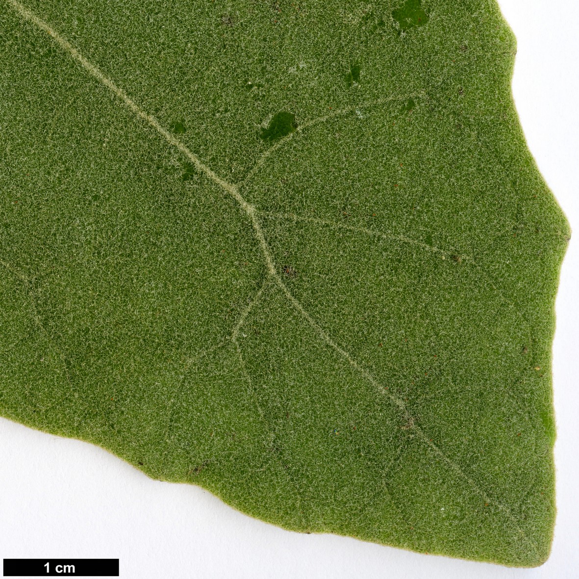High resolution image: Family: Asteraceae - Genus: Brachyglottis - Taxon: repanda