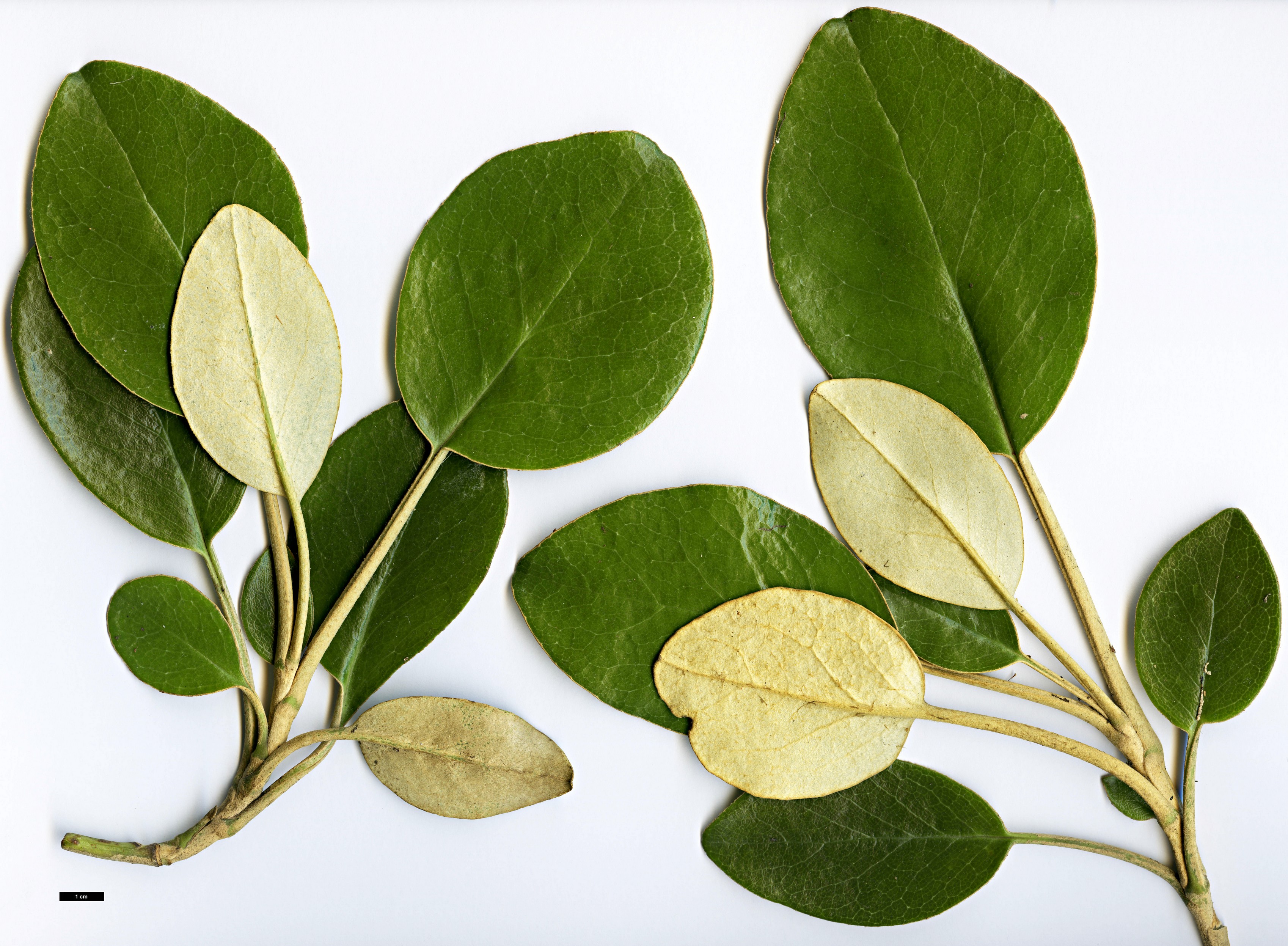 High resolution image: Family: Asteraceae - Genus: Brachyglottis - Taxon: rotundifolia